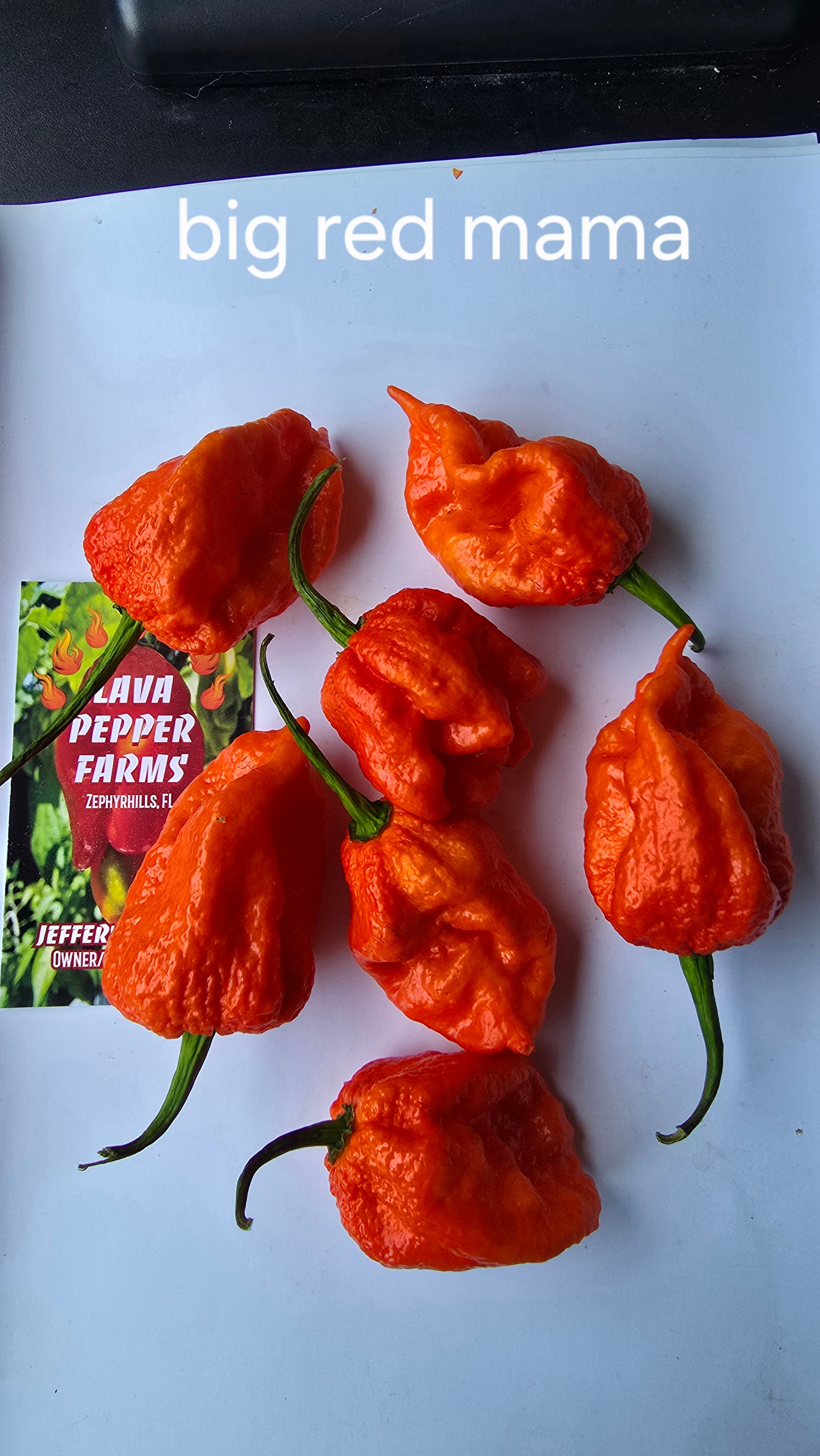 Big red mama  10 seeds