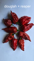 Douglah × reaper 10 seeds