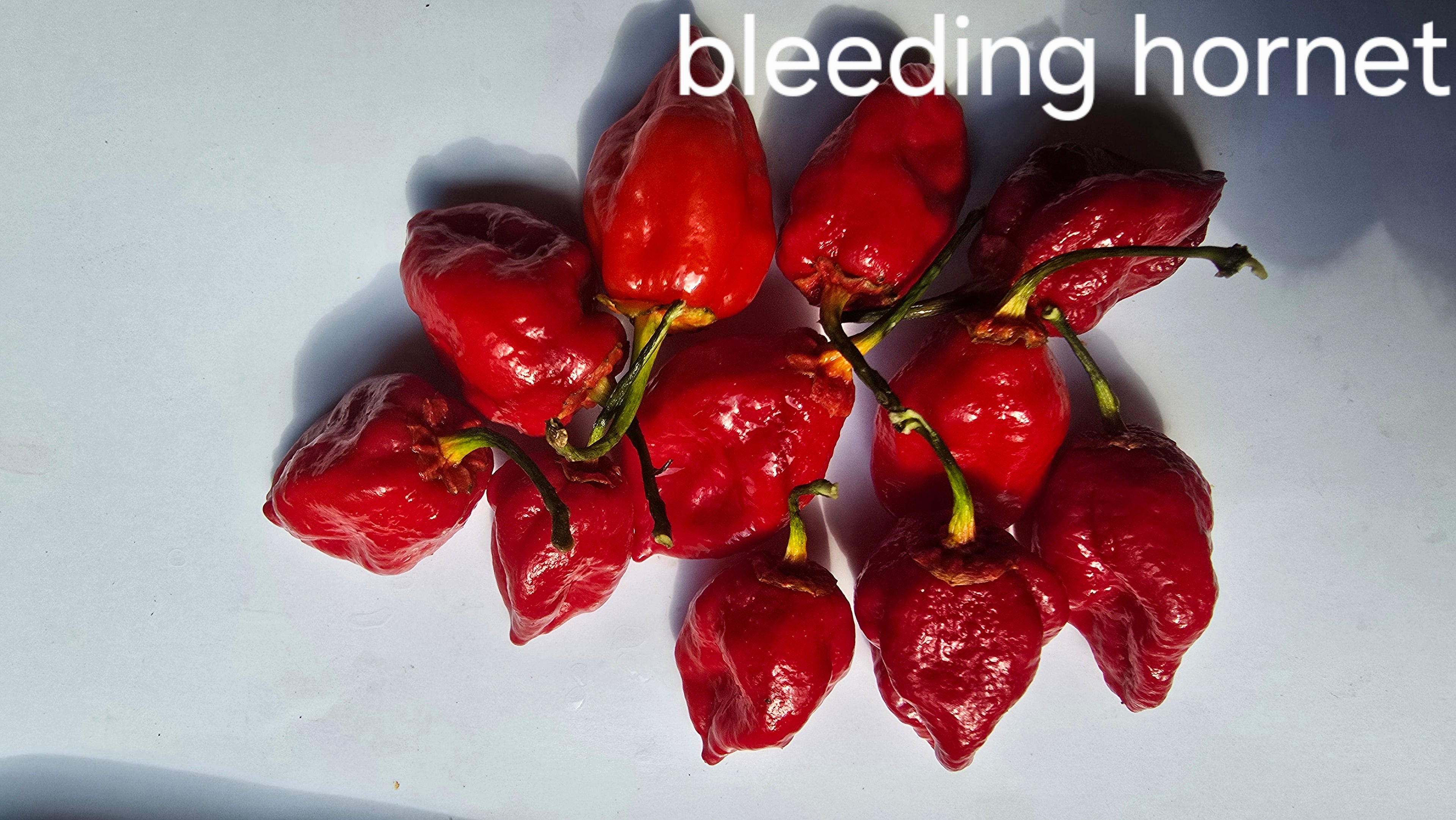 Bleeding hornet. 10 seeds