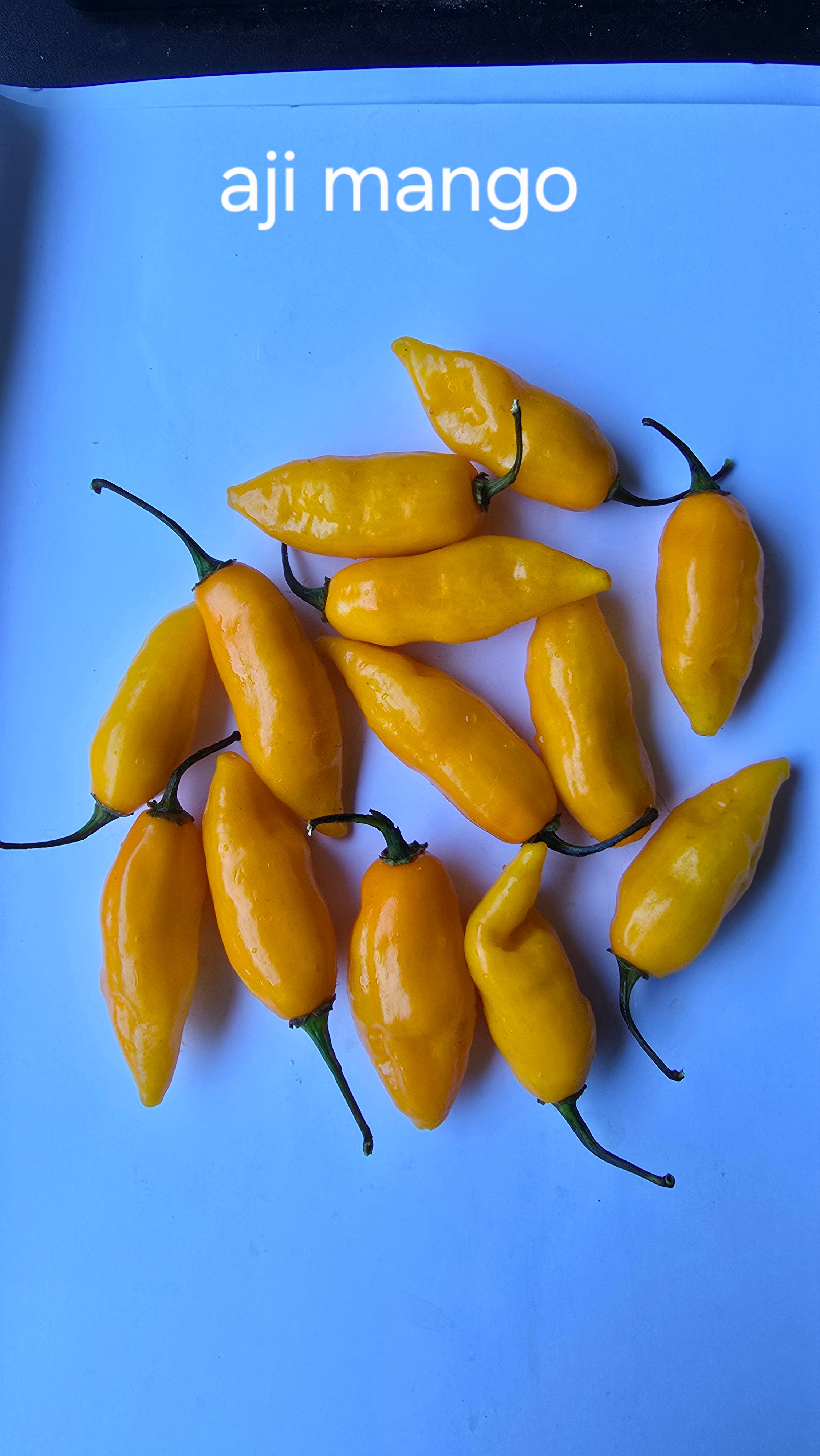 Aji mango 12 non isolated seeds