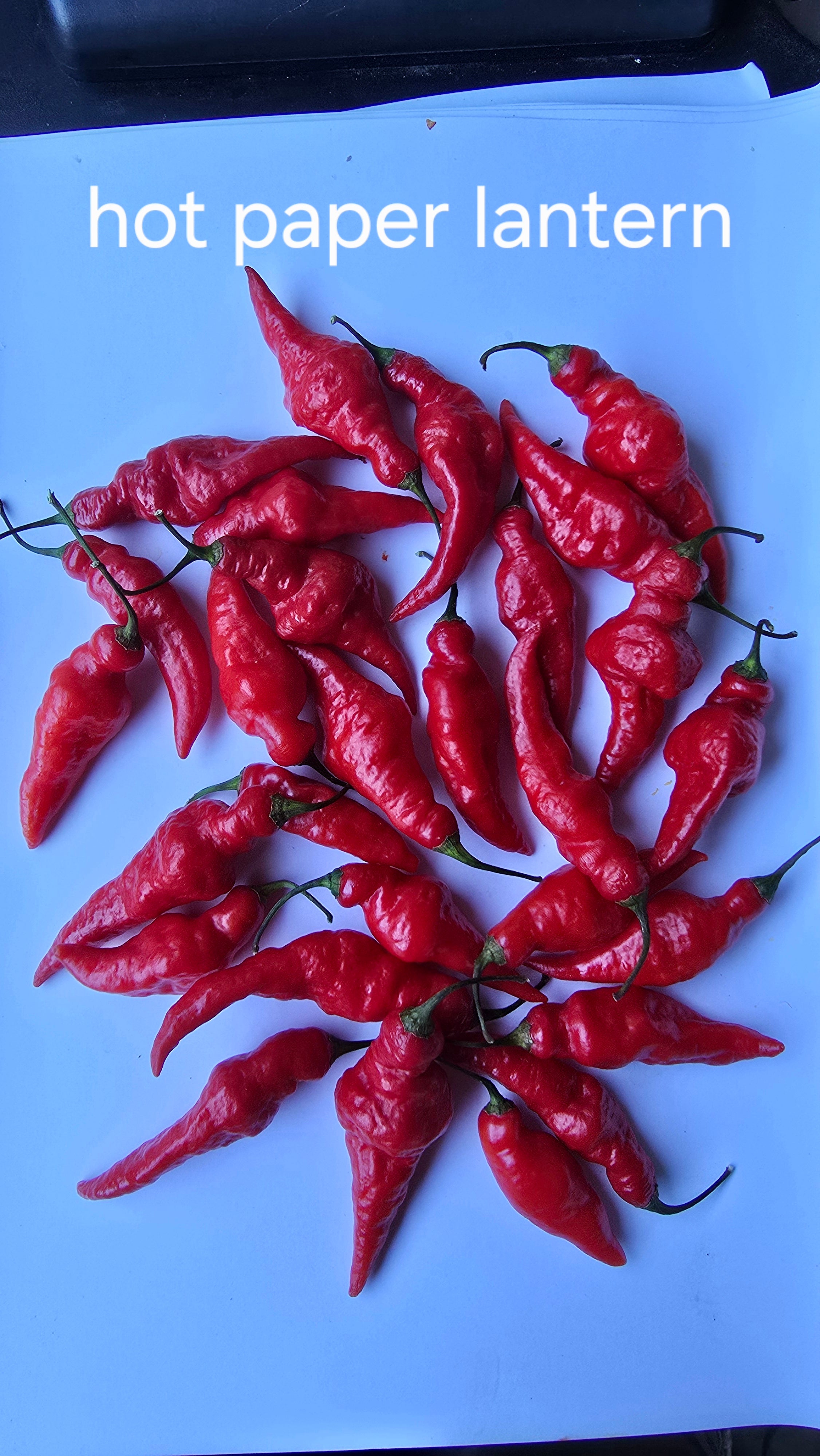 Hot paper lantern. 10 seeds