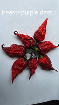 Beast×purple death  10 seeds