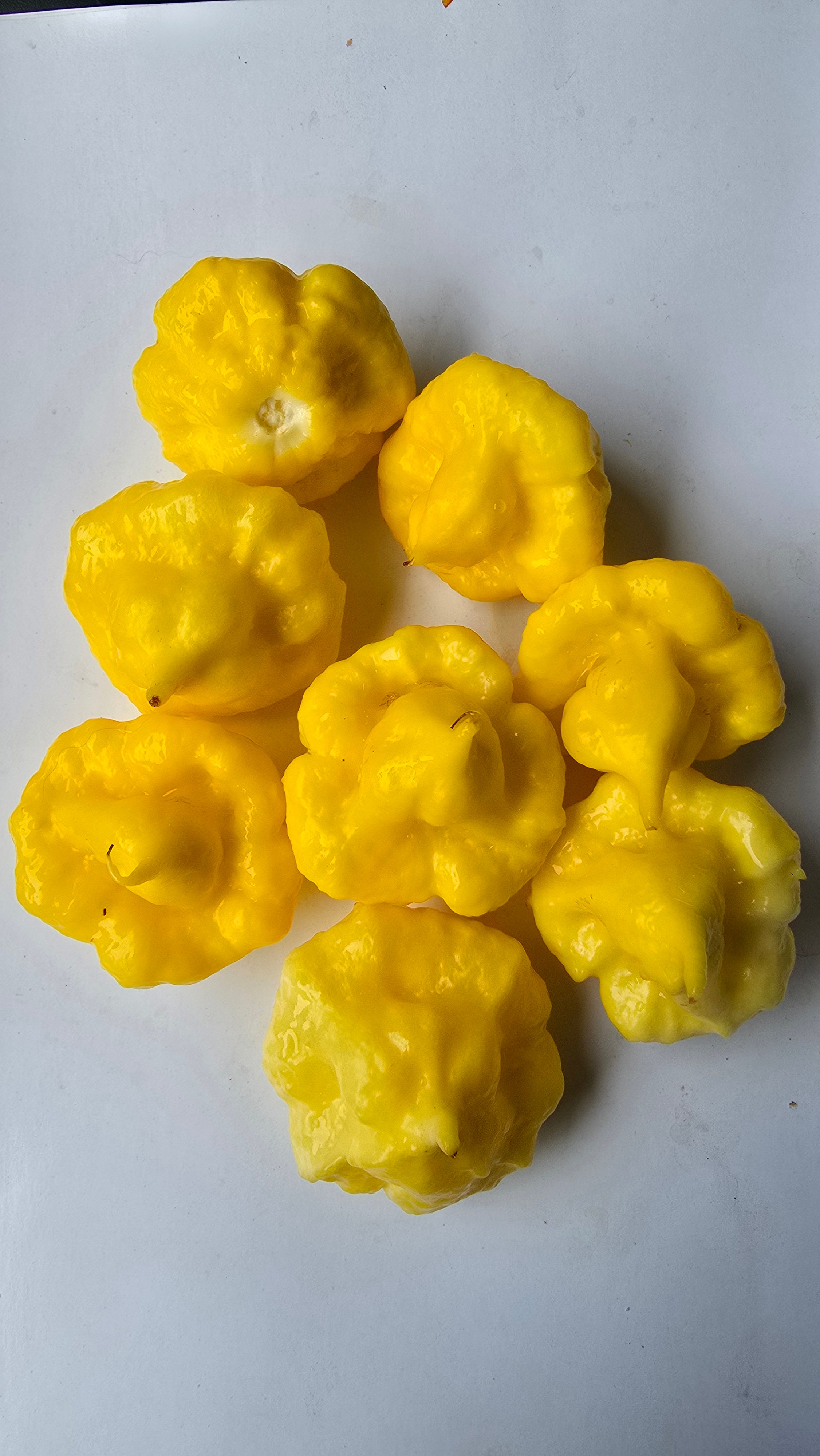 Ks Lemon starrburst  10 seeds