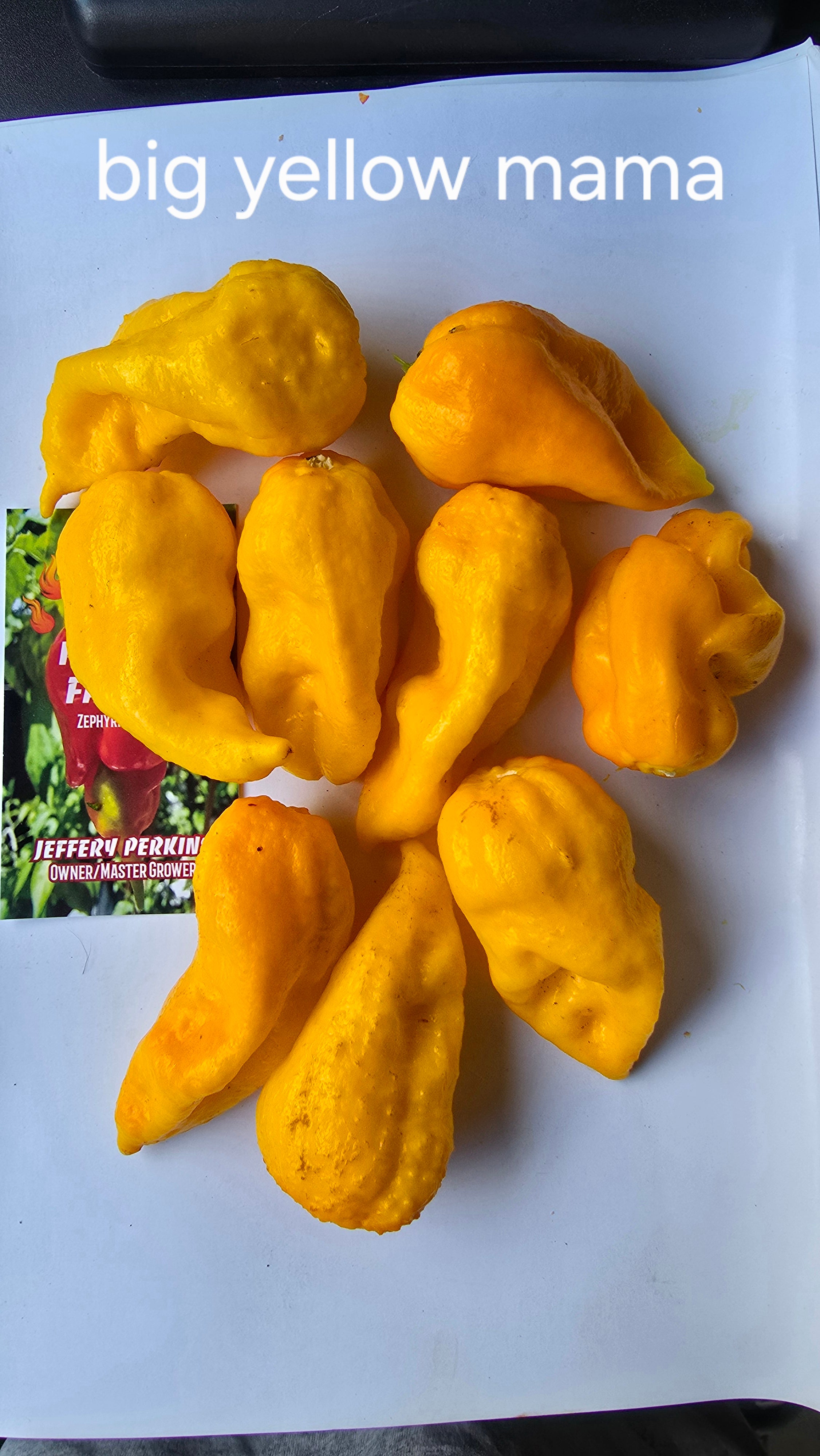 Big yellow mama  10 seeds