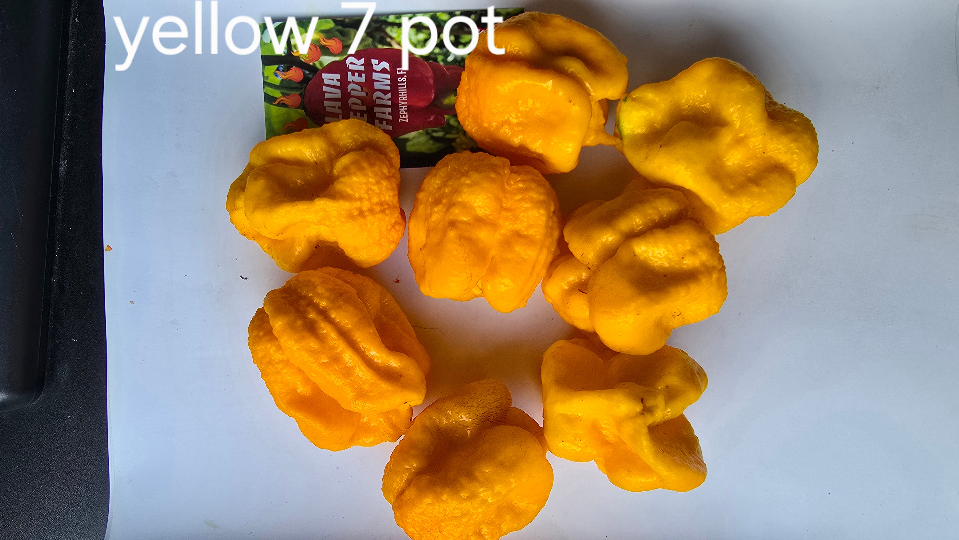 Yellow 7 pot. 10 seeds