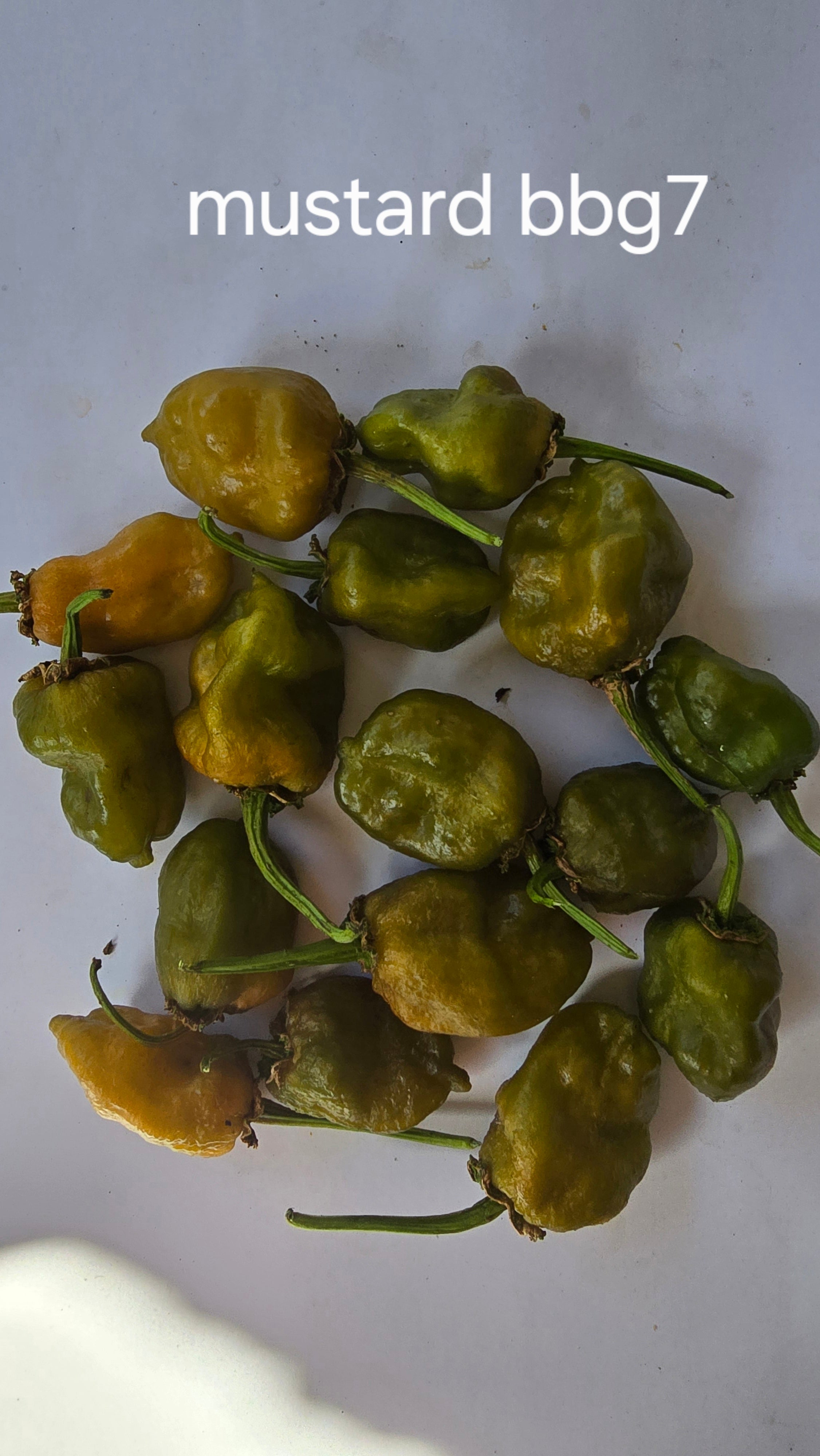 Mustard bbg7  10 seeds