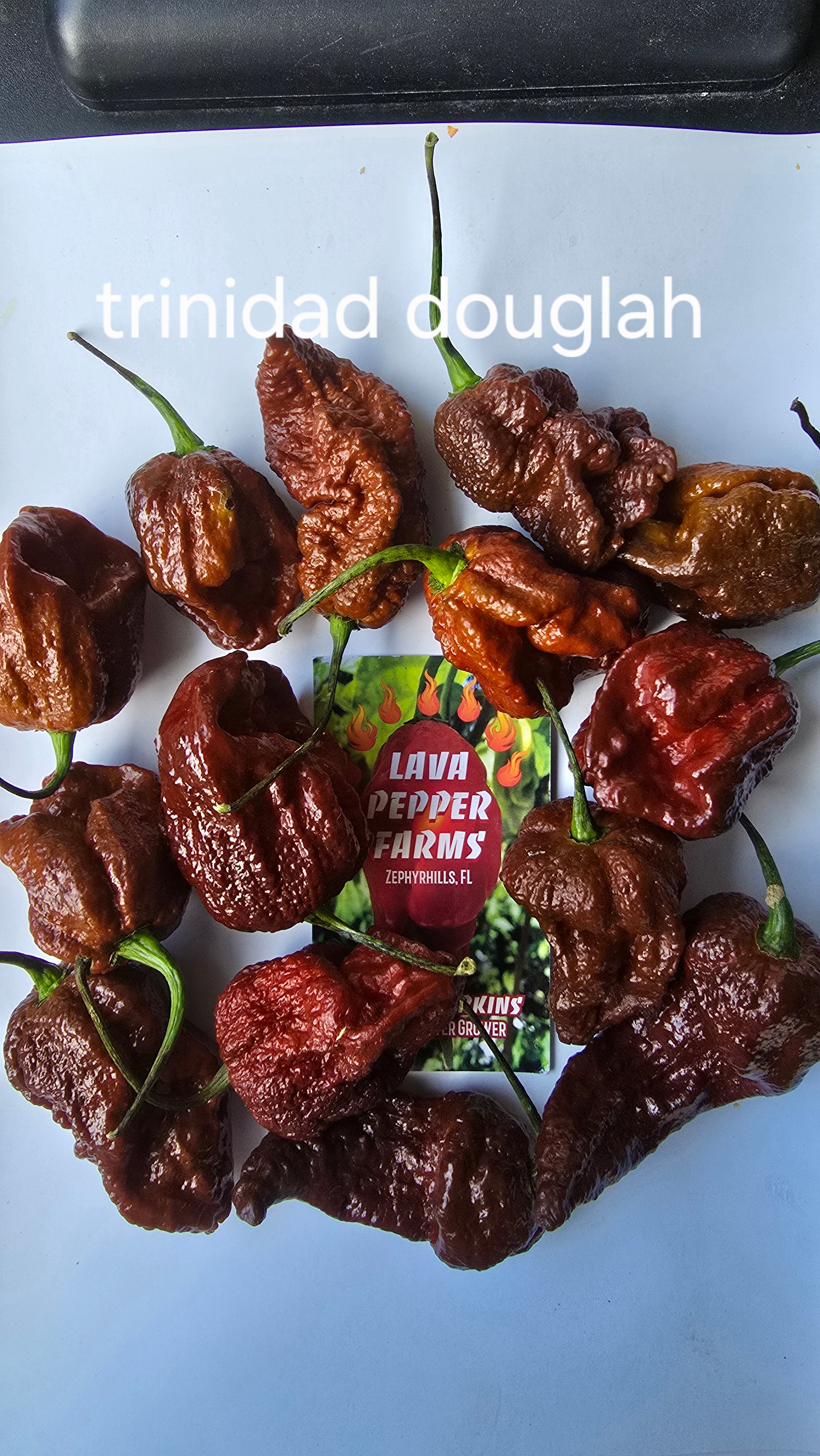 Trinidad douglah 10 seeds