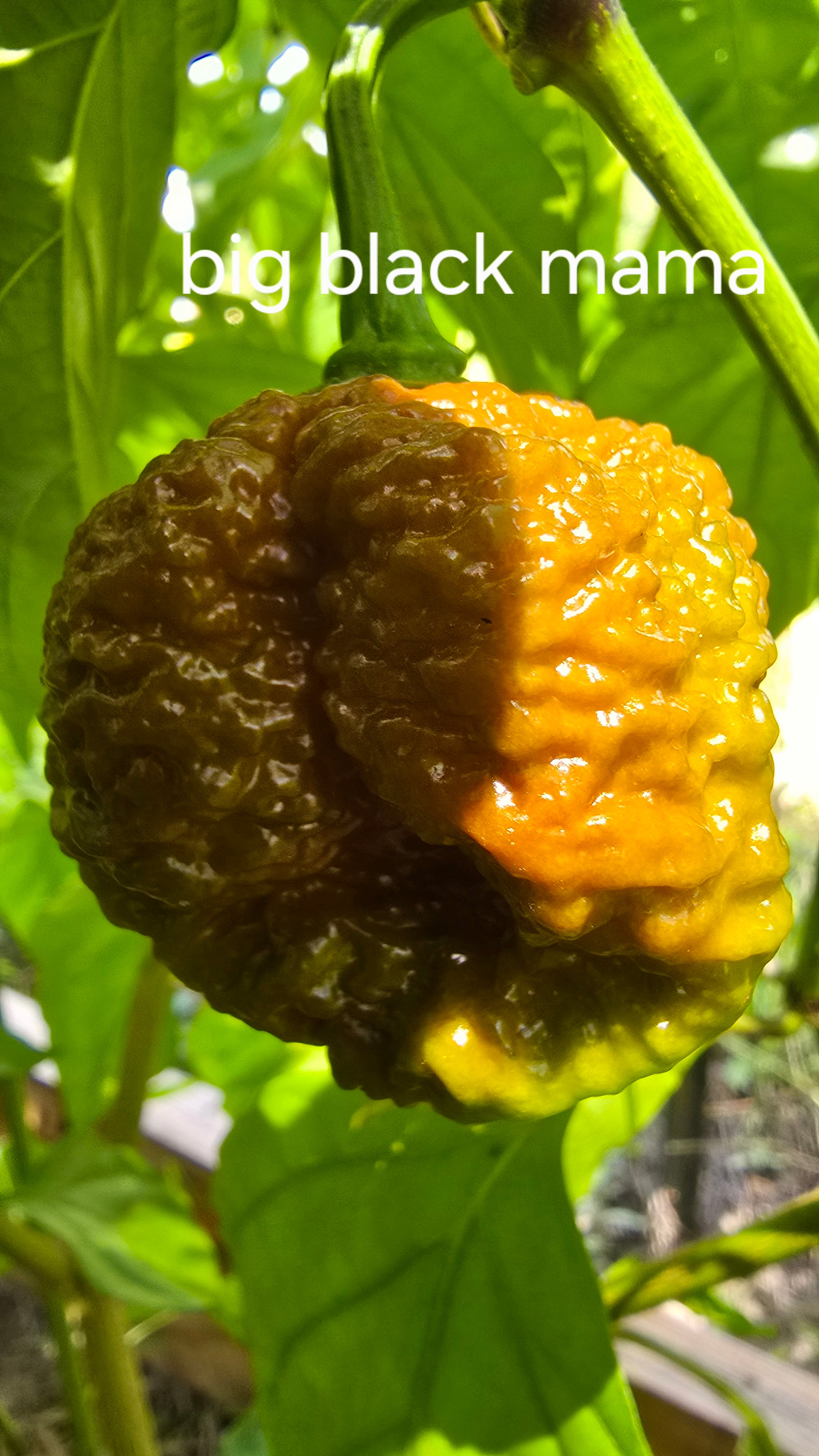Big black mama  10 seeds
