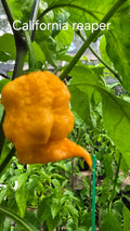 California reaper. 10 seeds