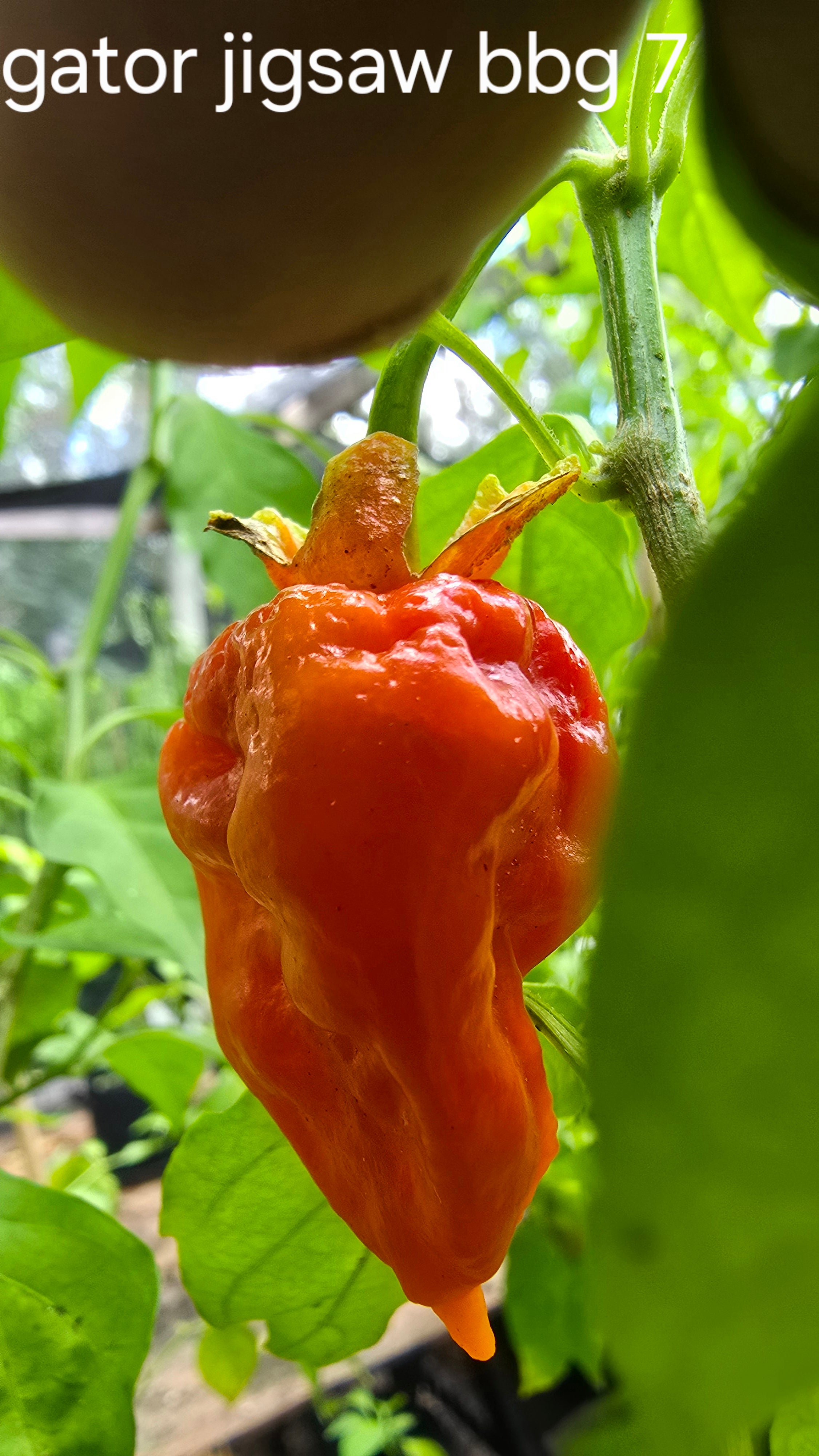 Gator jigsaw × bbg7. 10 seeds