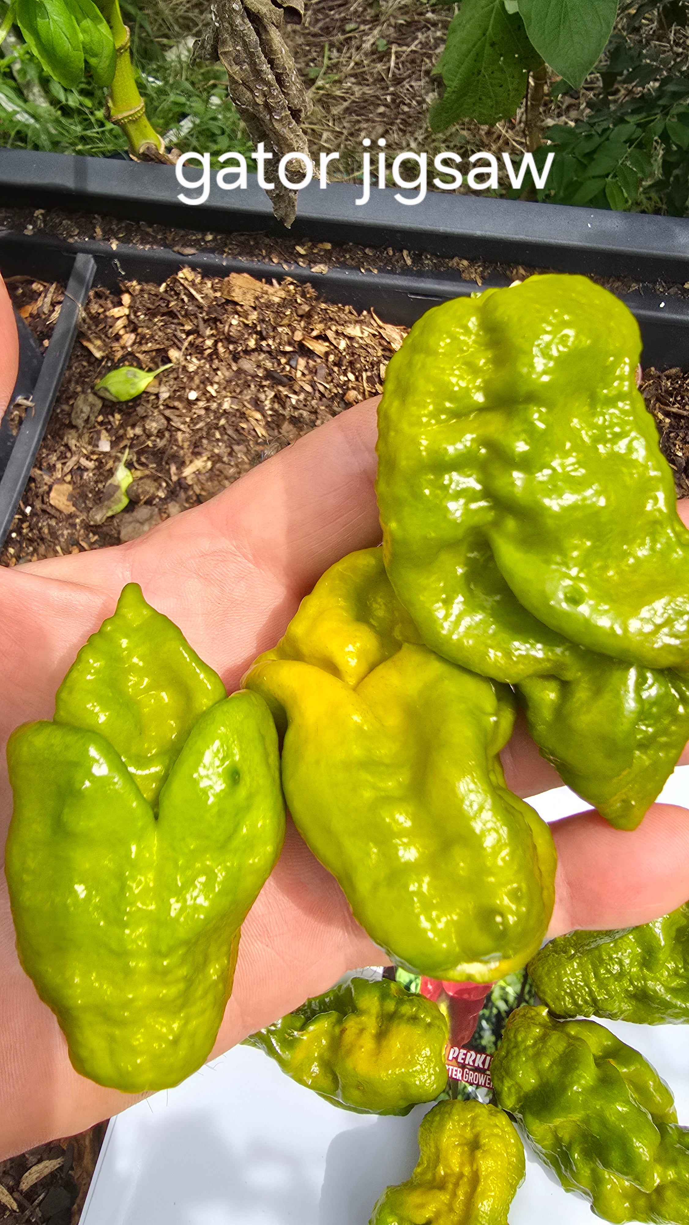 Gator jigsaw 10 seeds