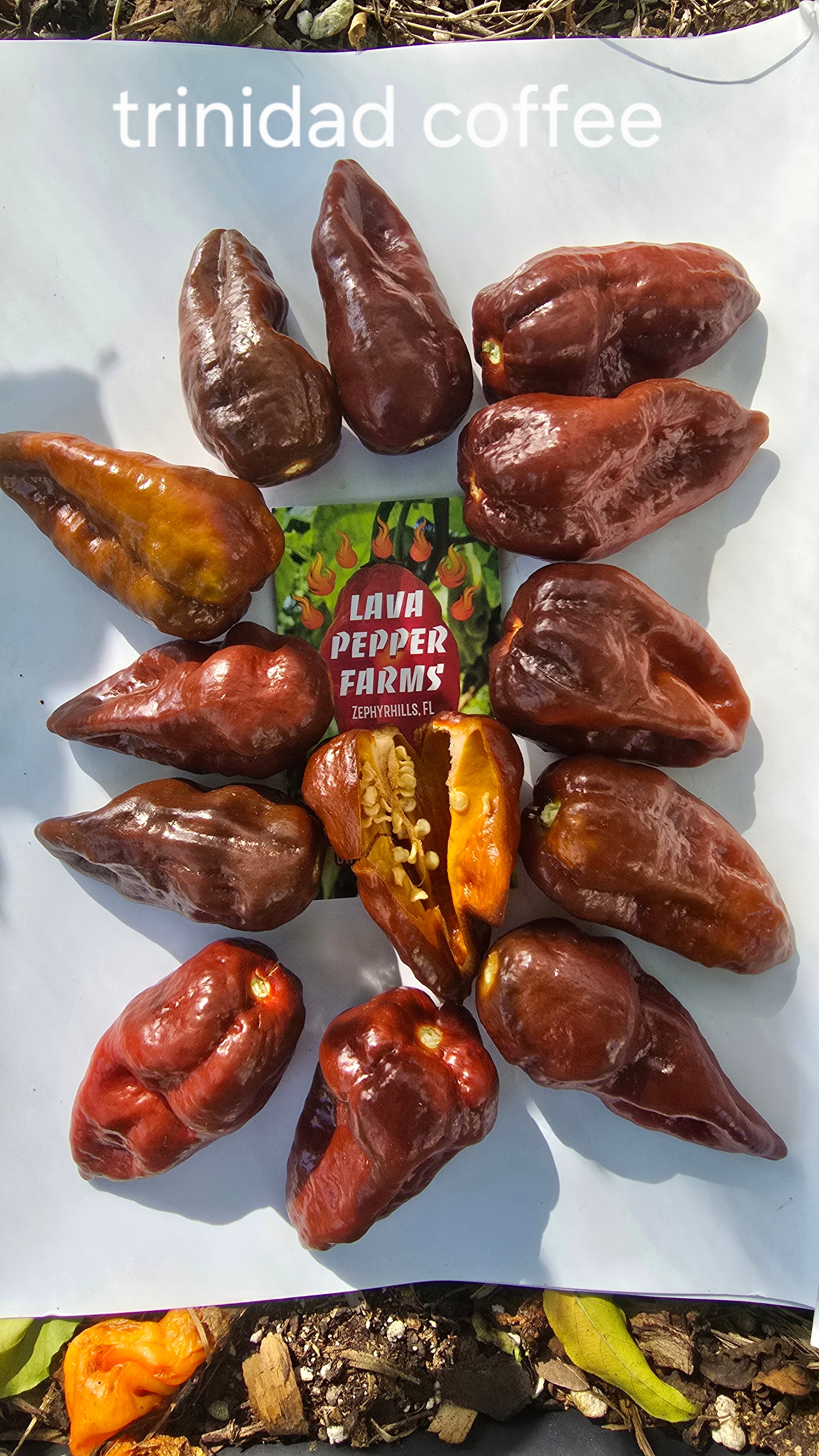 Trinidad coffee. 10 seeds