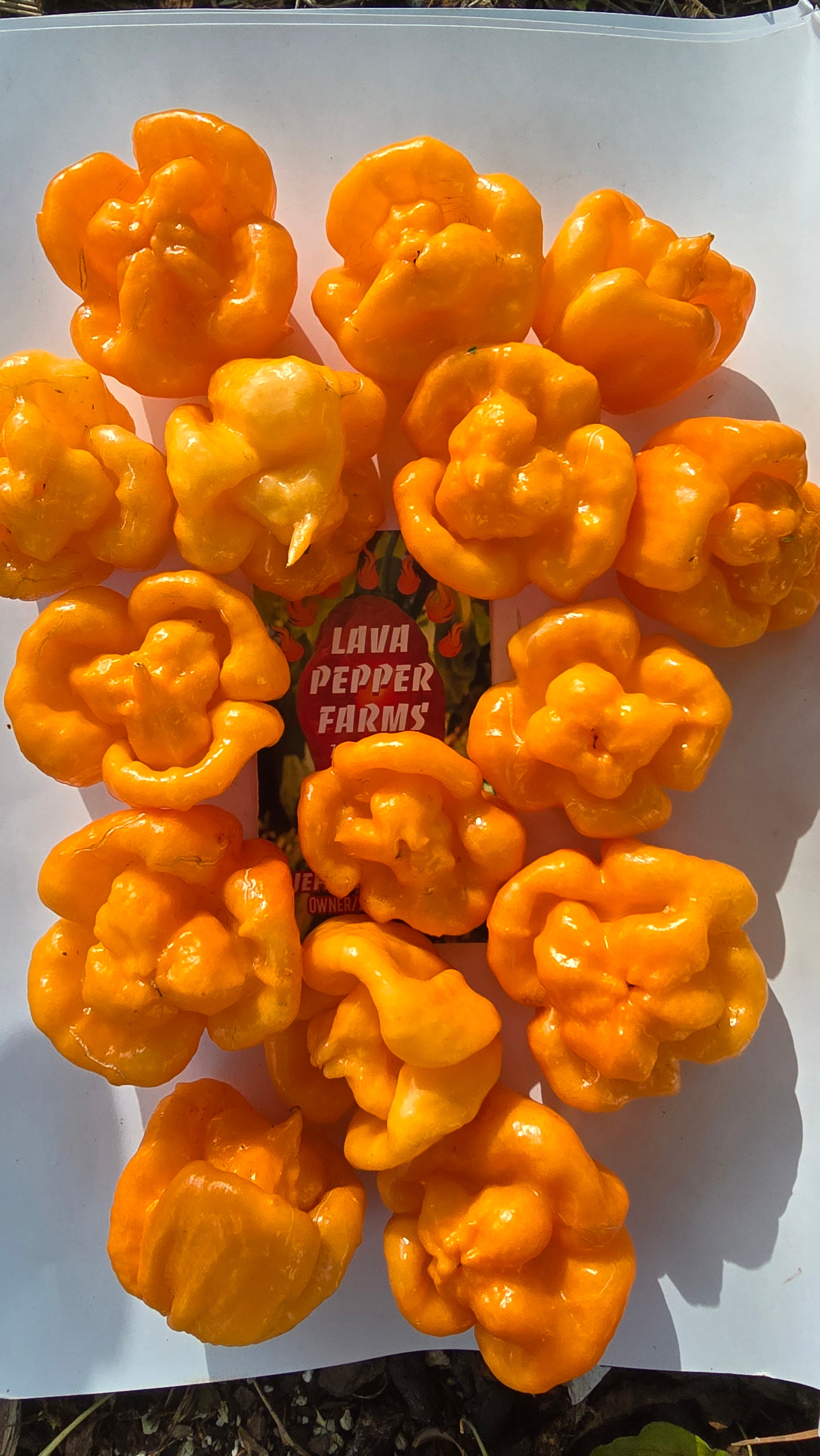 Freeport orange Scotch bonnet  10 seeds