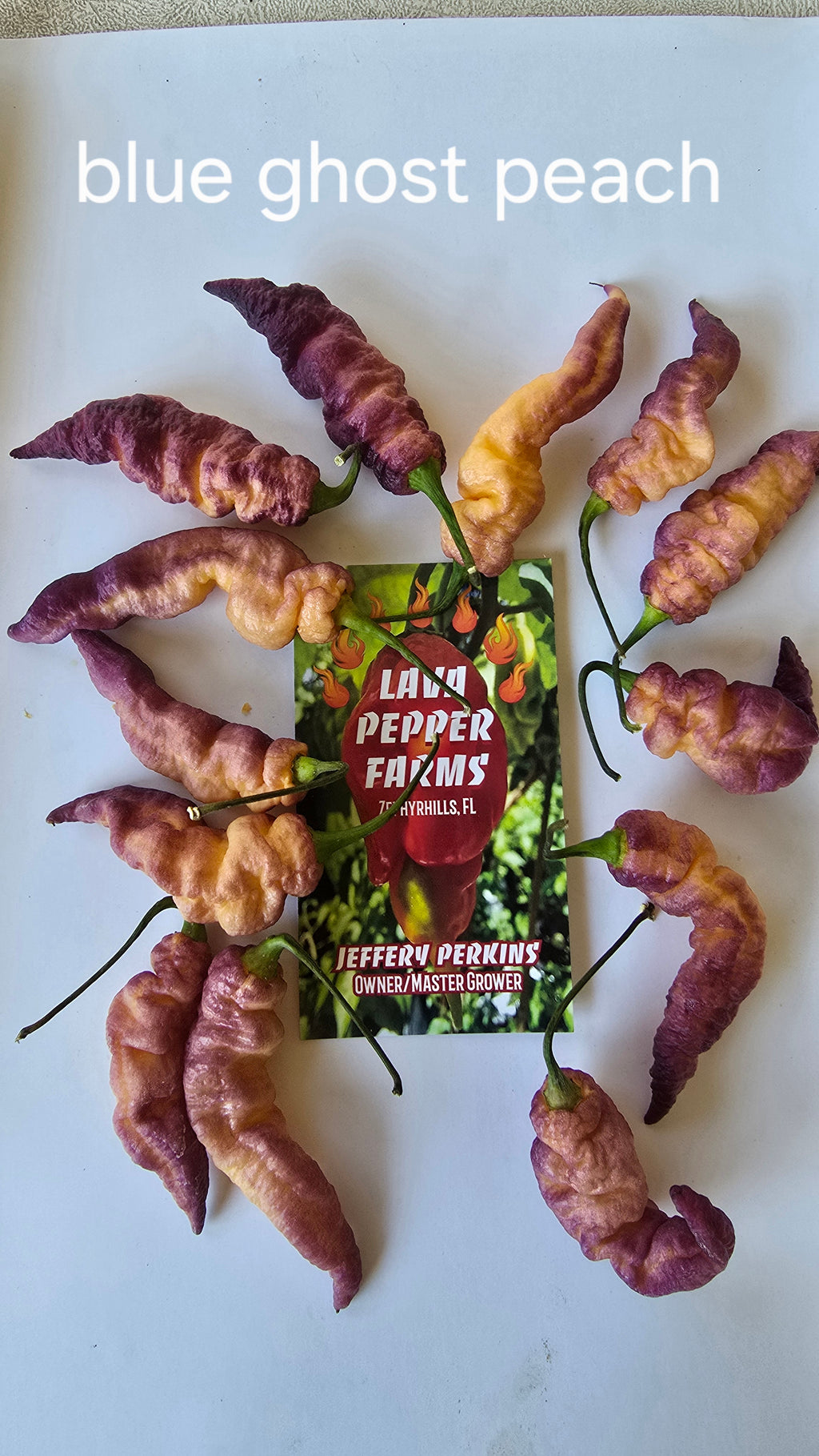 Blue ghost peach  10 seeds