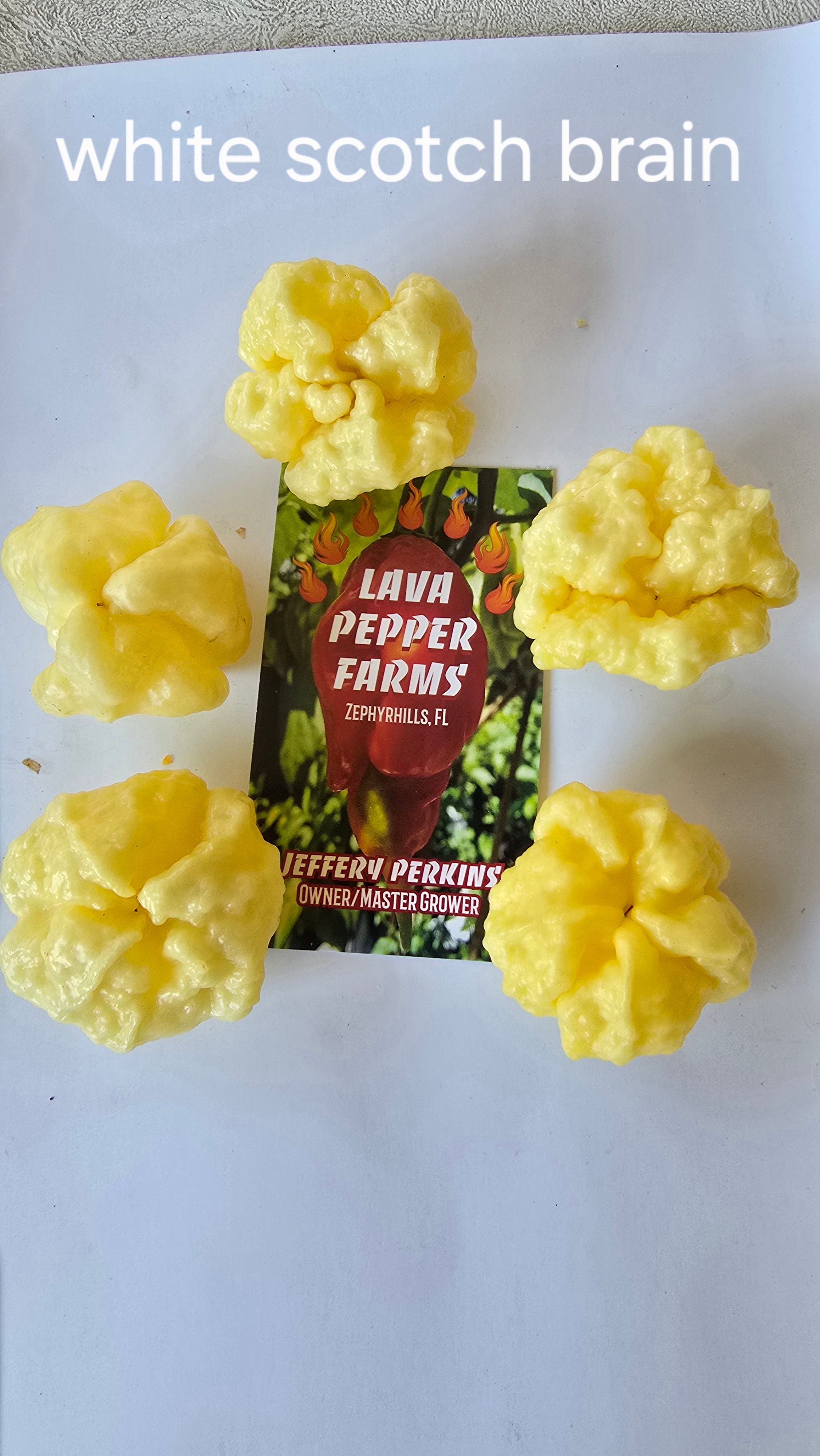 White scotch brain  10 seeds