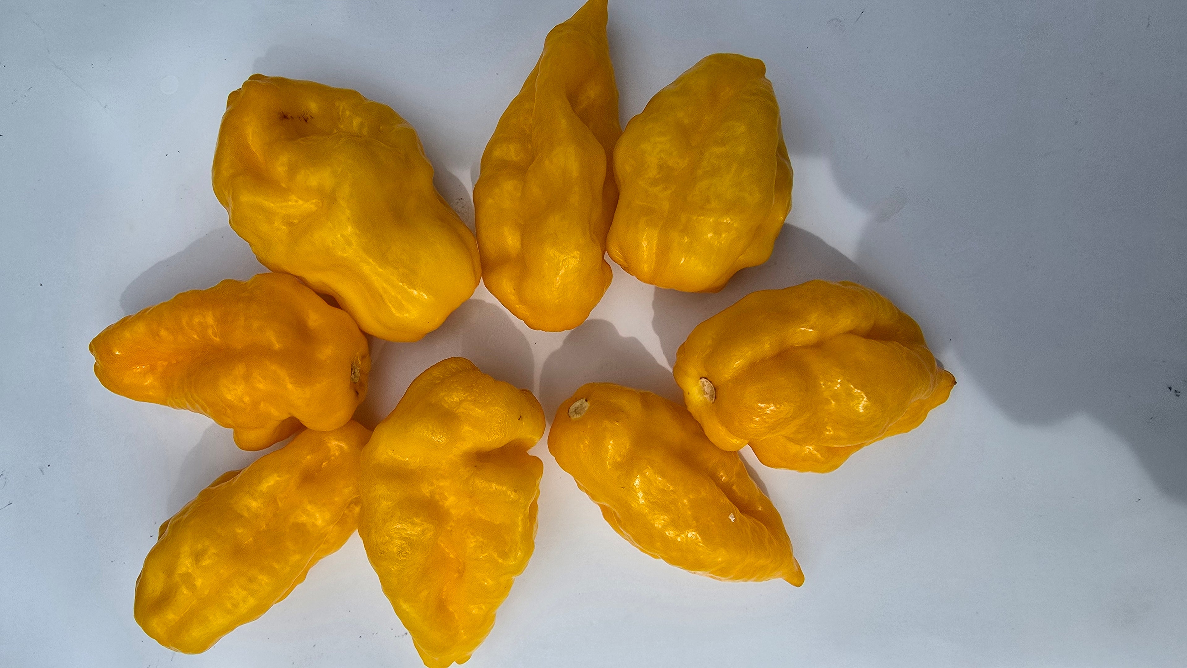 Madame jeanette scotch bonnet  10 seeds