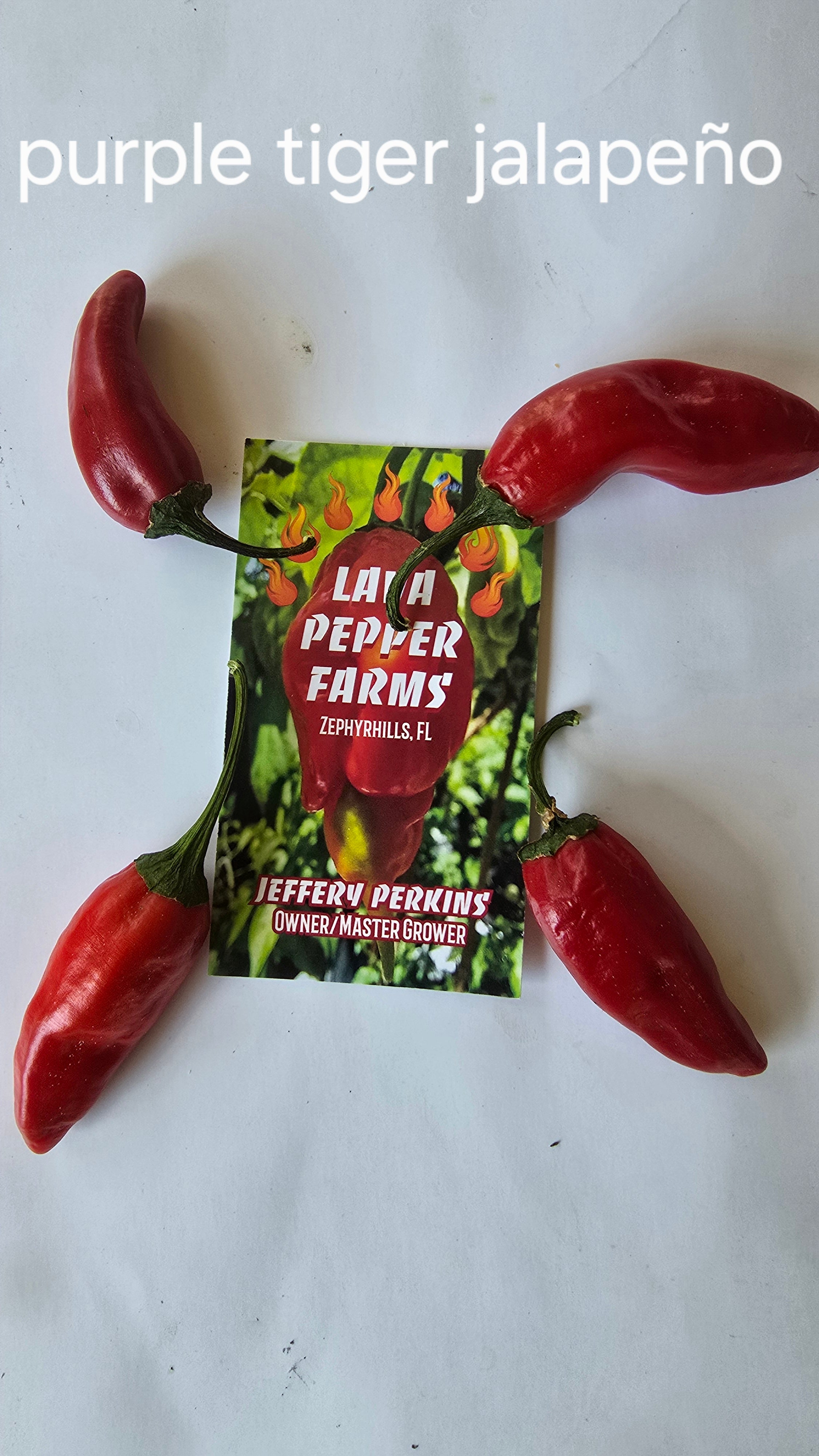 Purple tiger jalapeño. 10 seeds