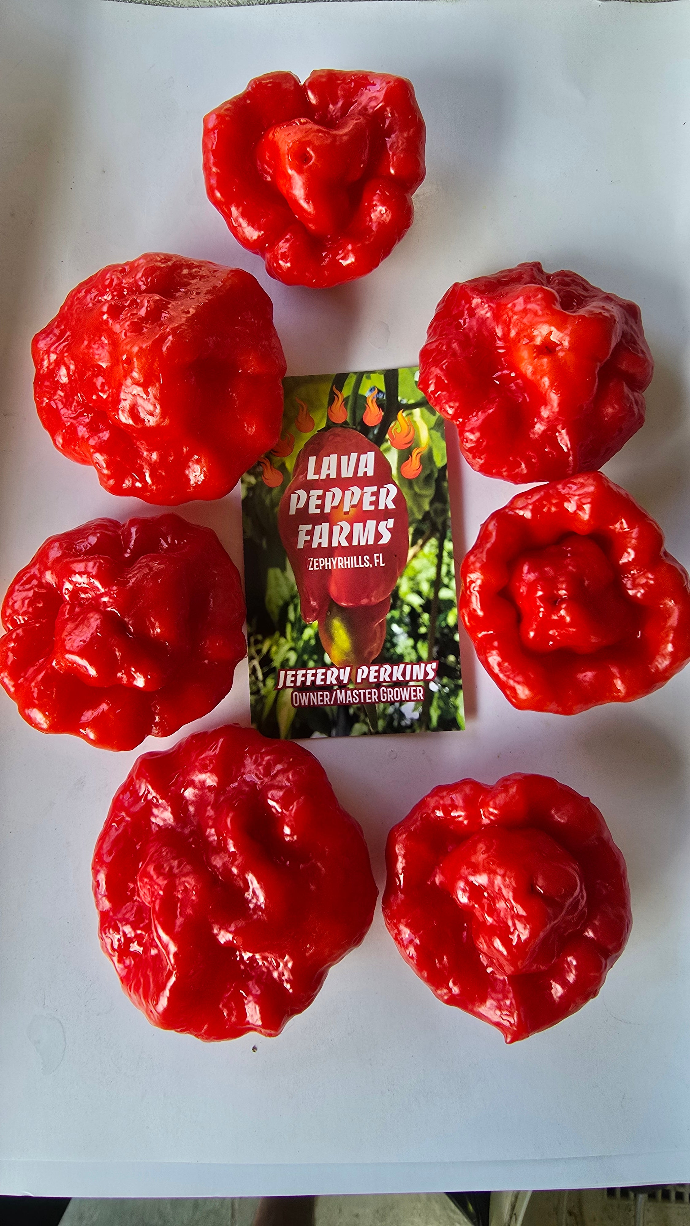 Ks Scarlett rose. 10 seeds