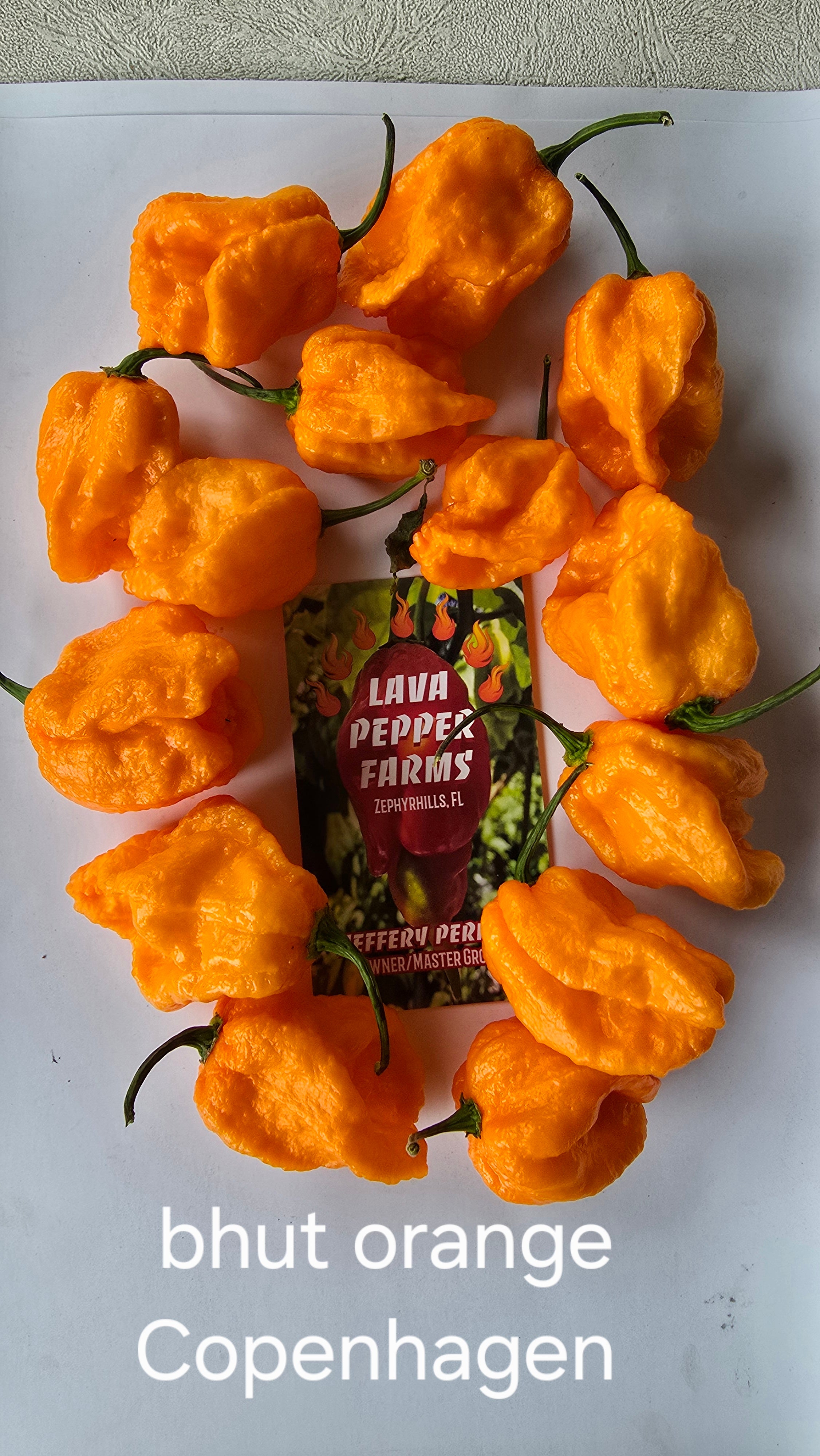 Bhut orange Copenhagen 10 seeds