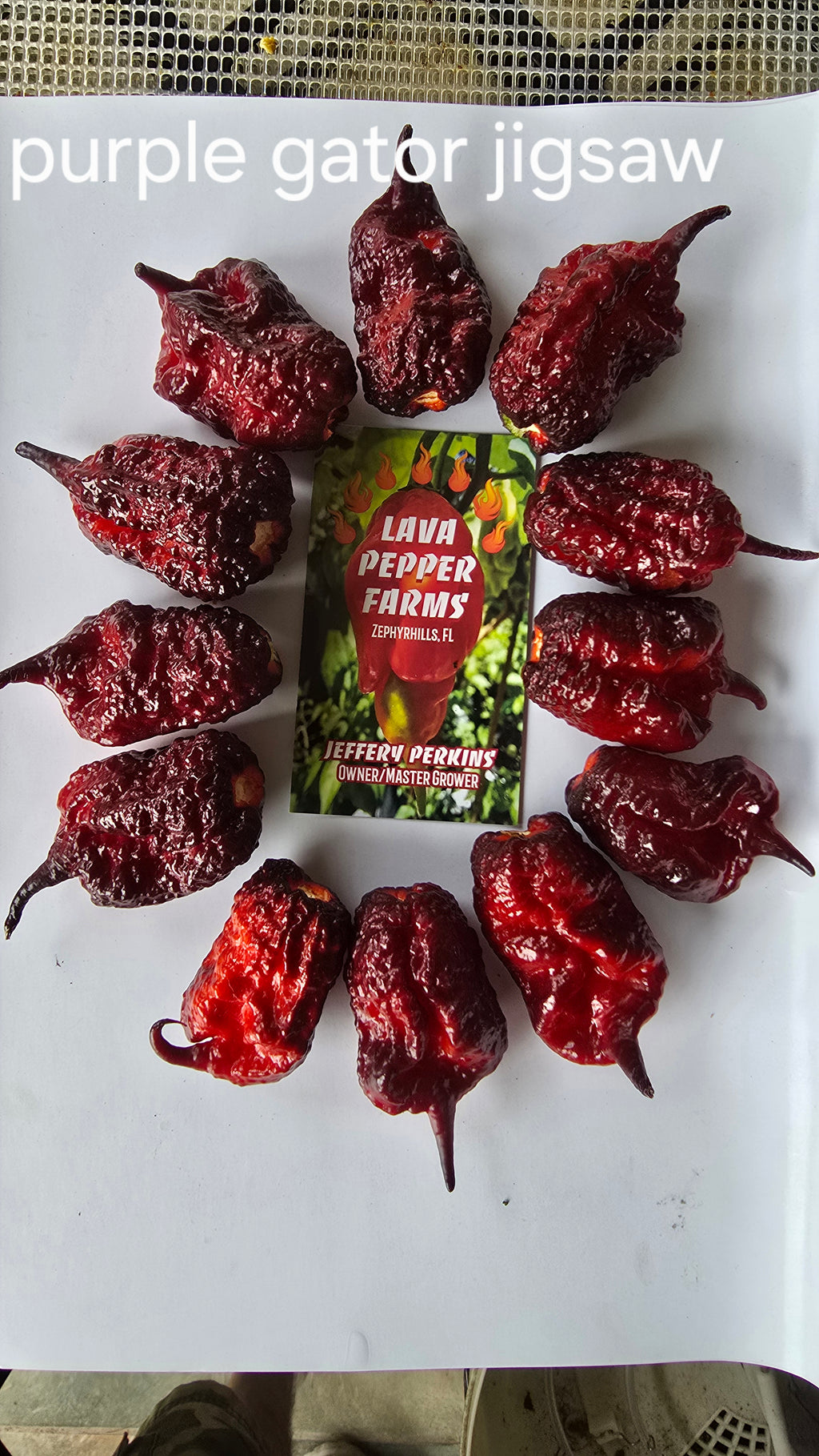 Purple gator jigsaw  10 seeds