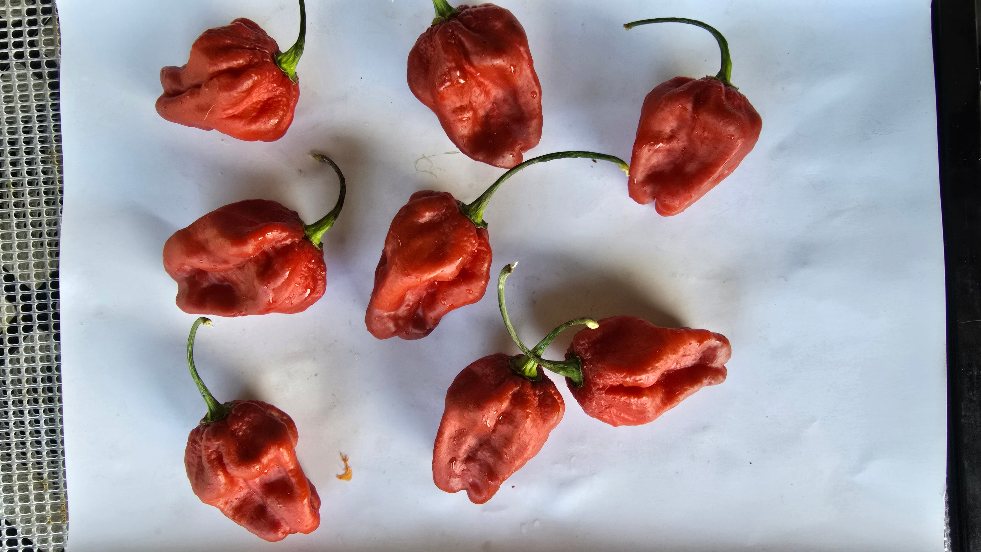 Caramel warthog  10 seeds