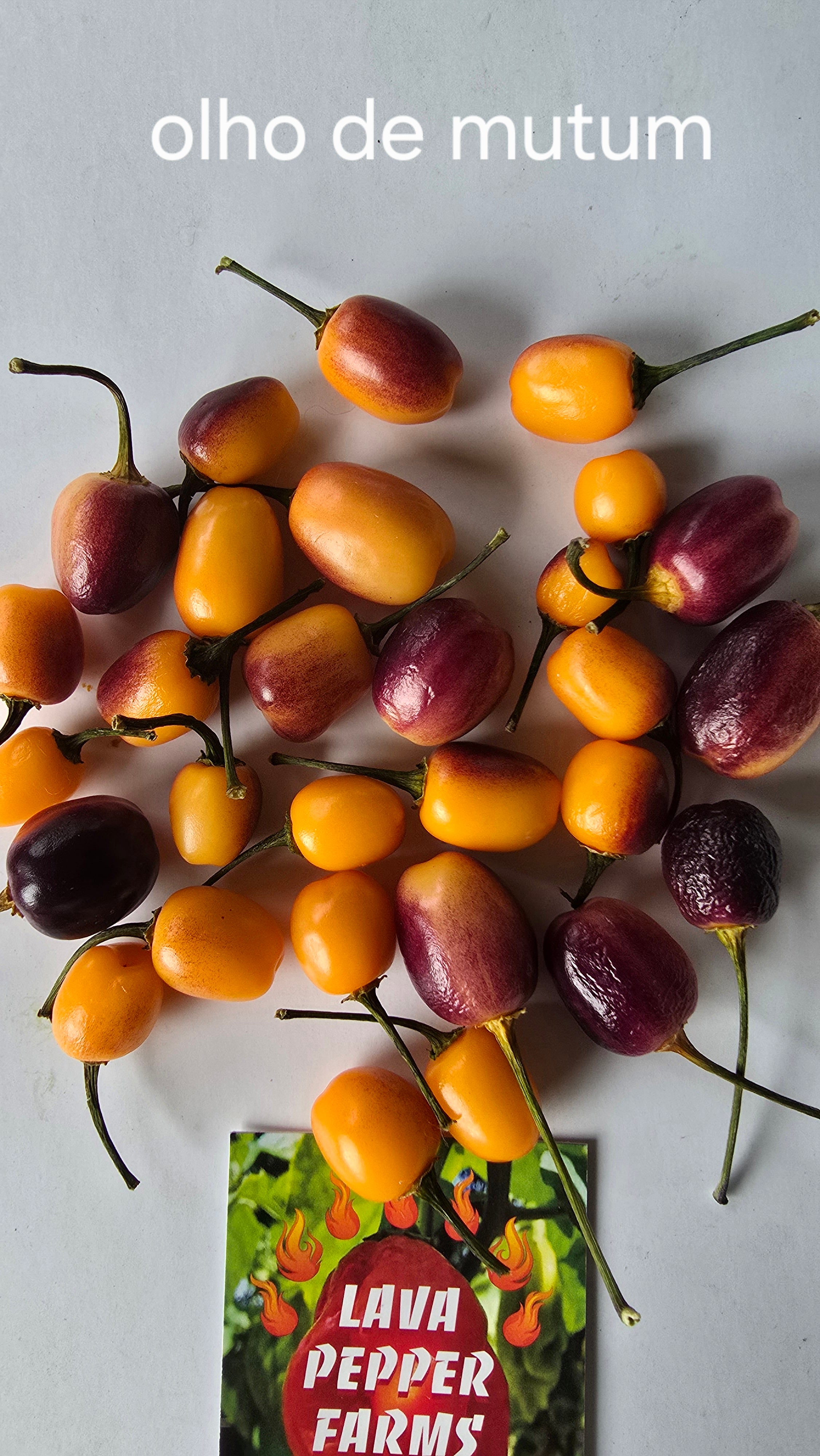 Olho de mutum 10 seeds non isolated