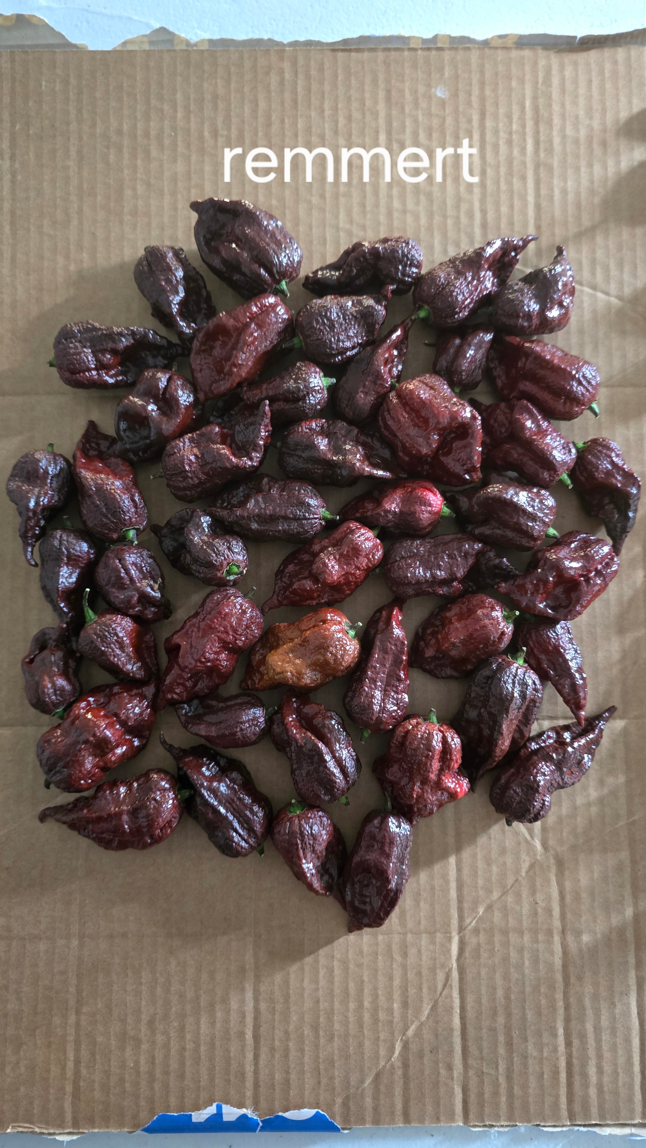 Remmert chocolate  10 seeds