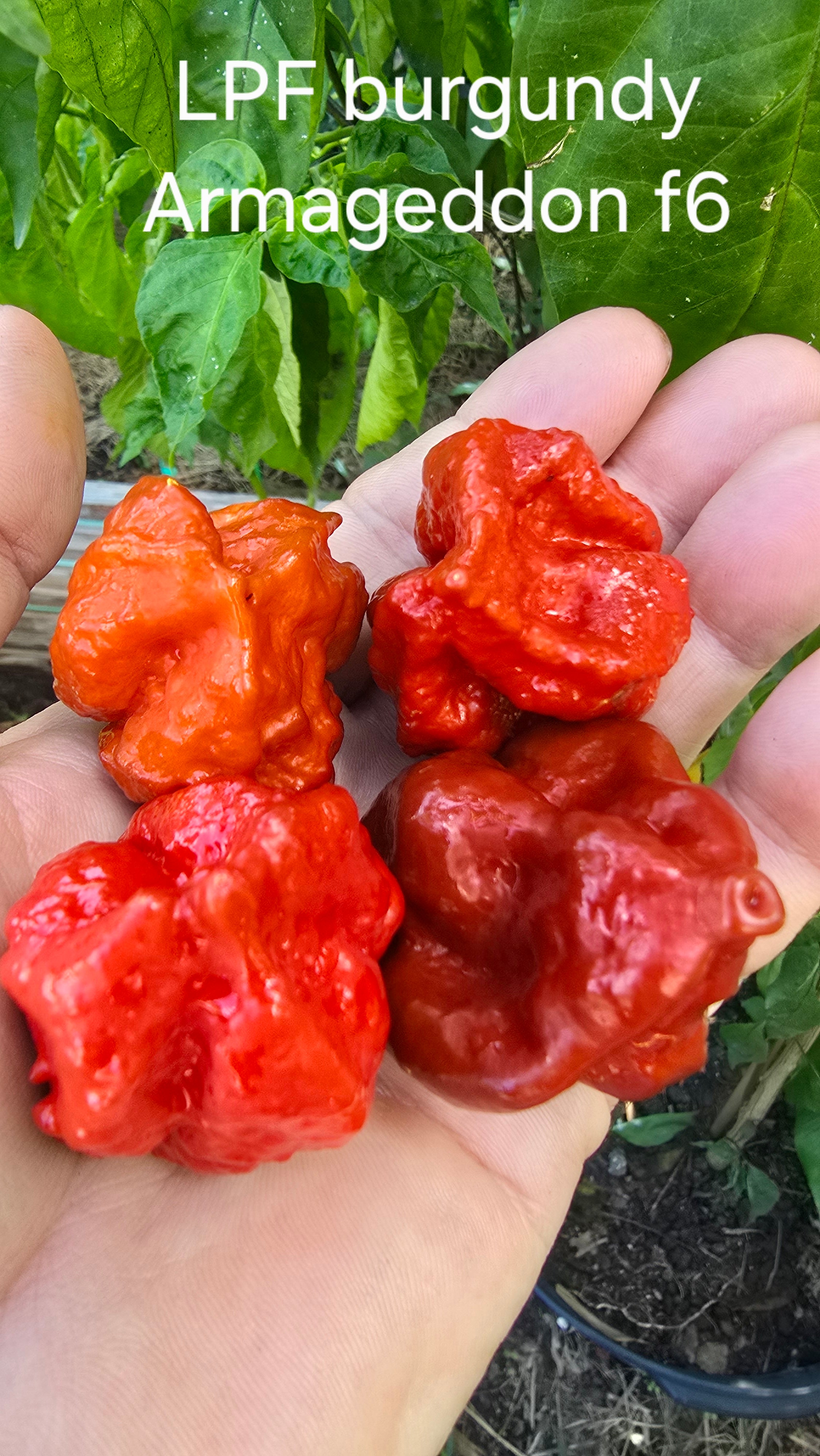 LPF burgundy Armageddon f6  10 seeds