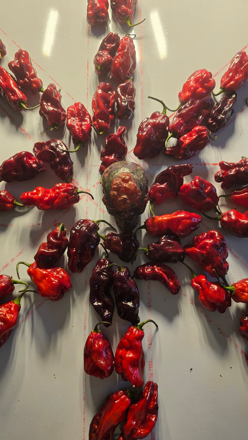 Alien metamorphos purple 10 seeds non isolated