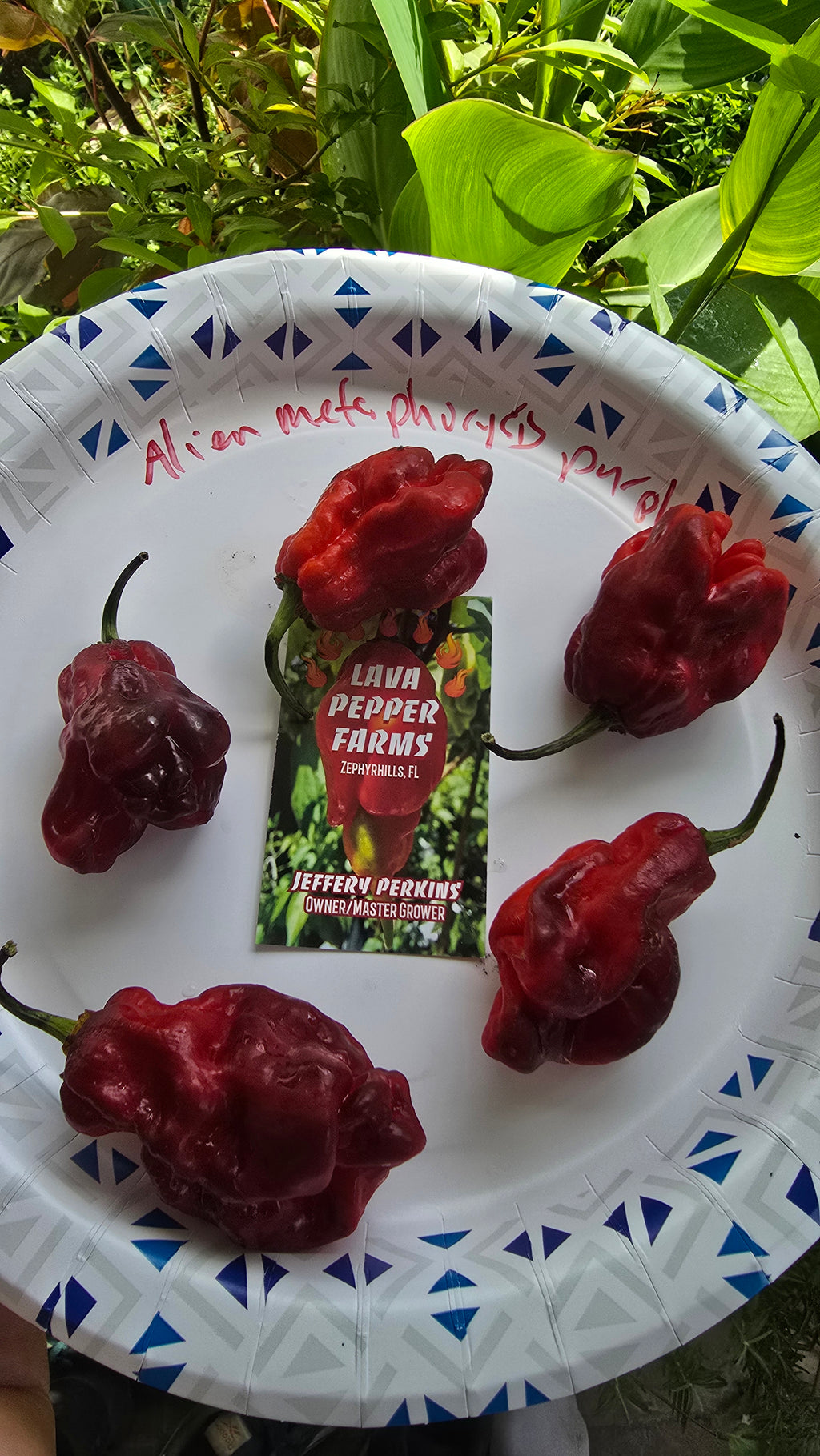 Alien metamorphosis purple (isolated) 10 seeds