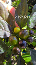 Black pearl  12 seeds non isolated