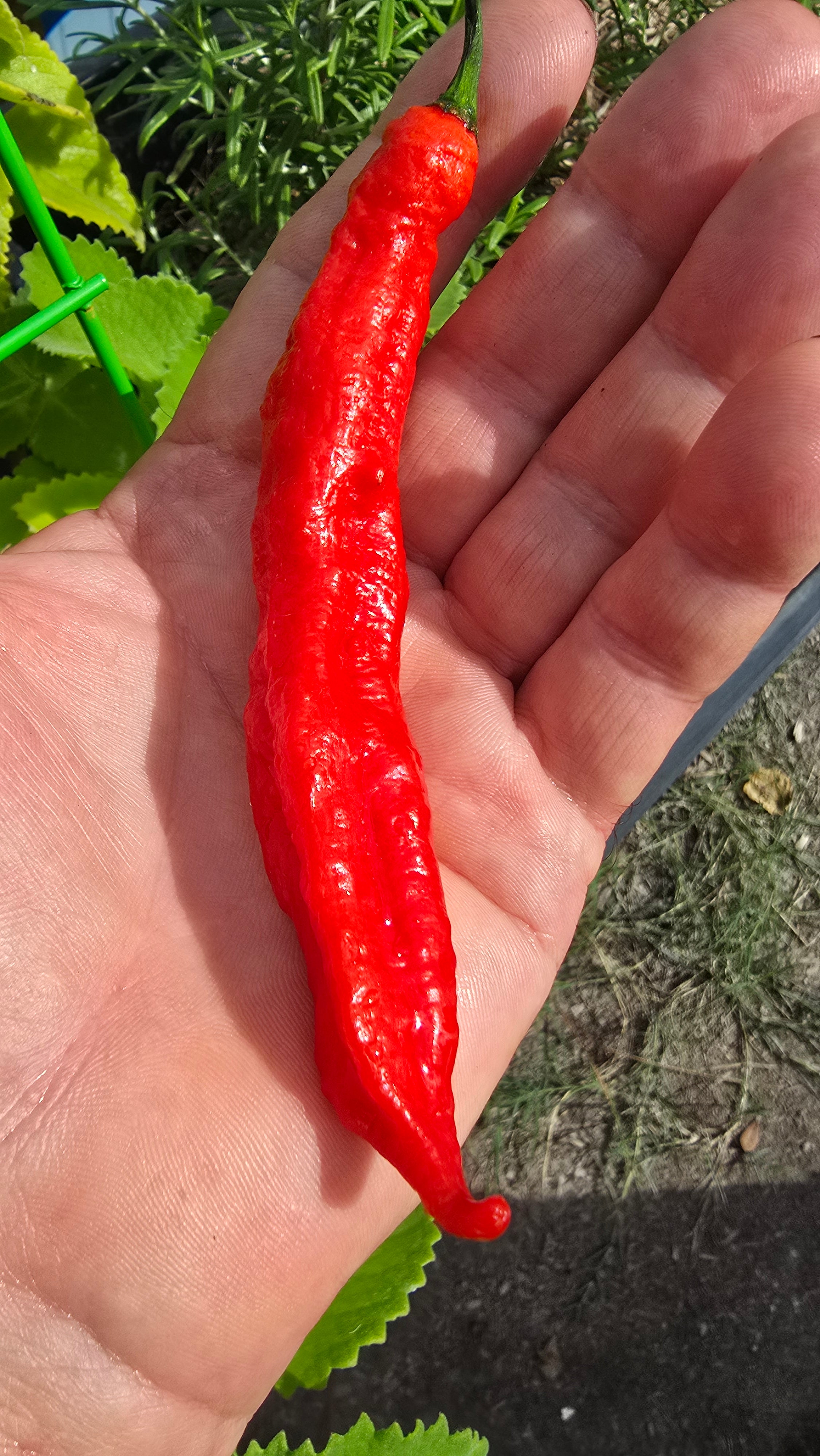 Ghostly jalapeño. 10 seeds