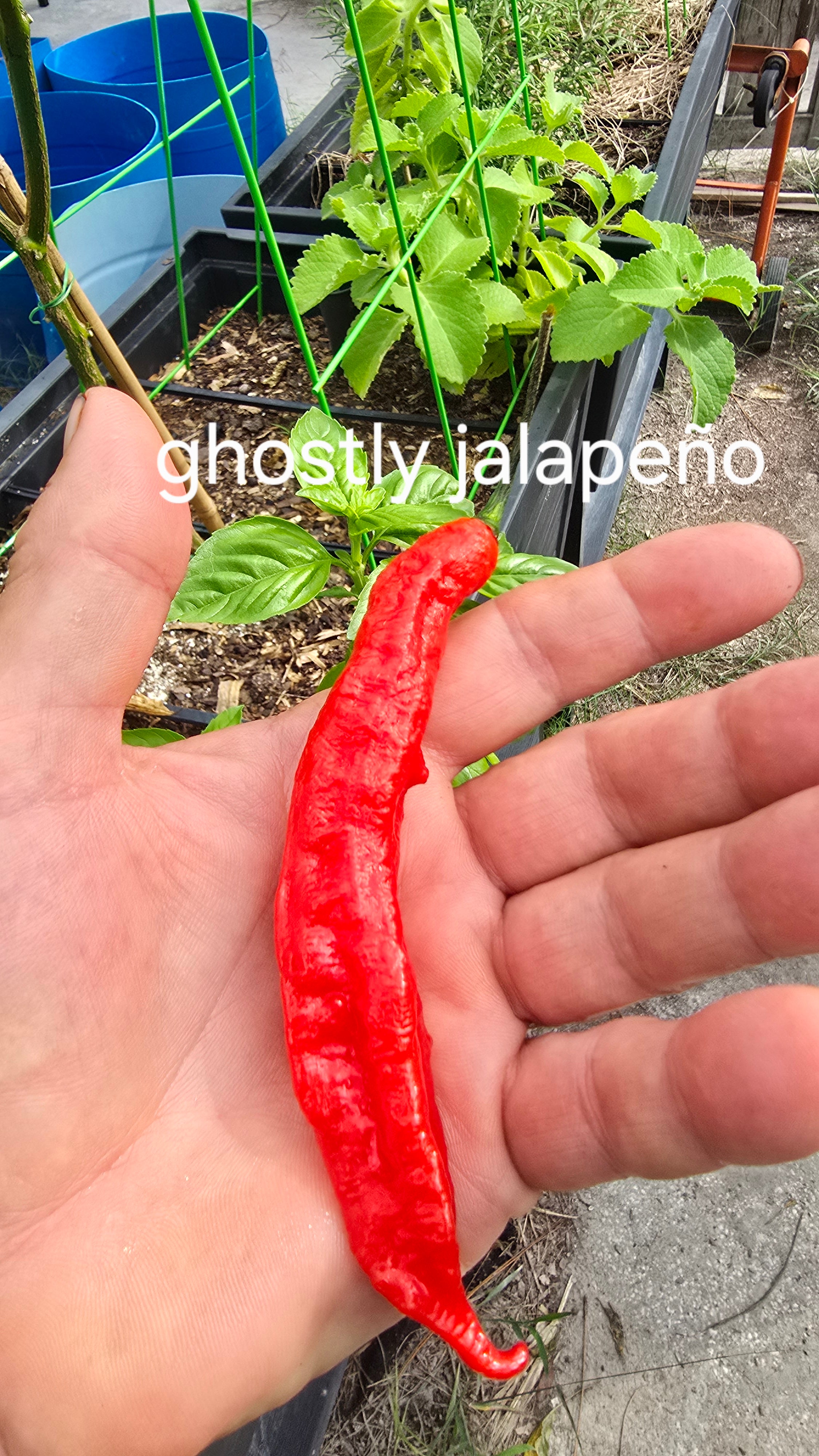 Ghostly jalapeño. 10 seeds