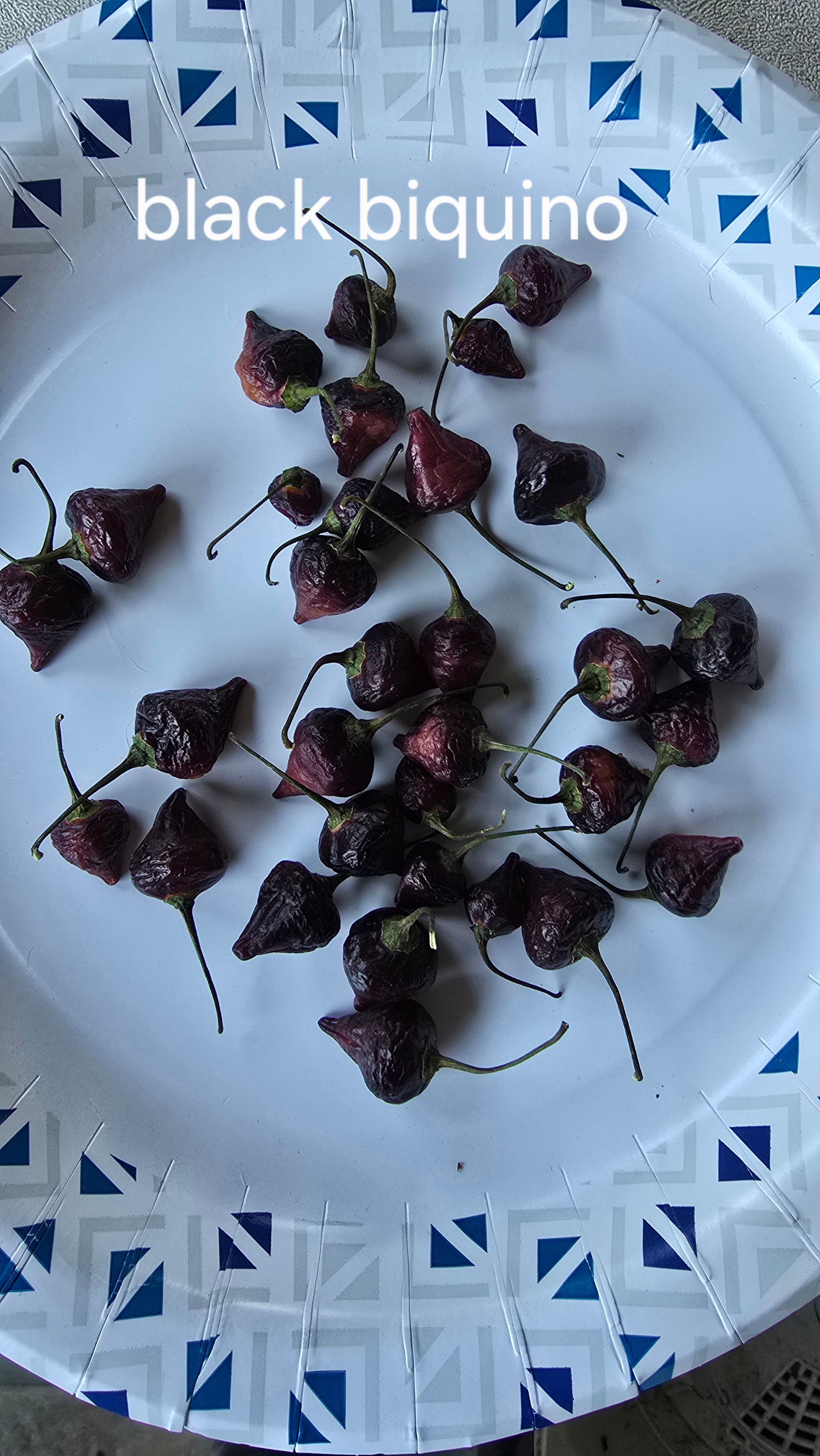 Black biquino  10 seeds