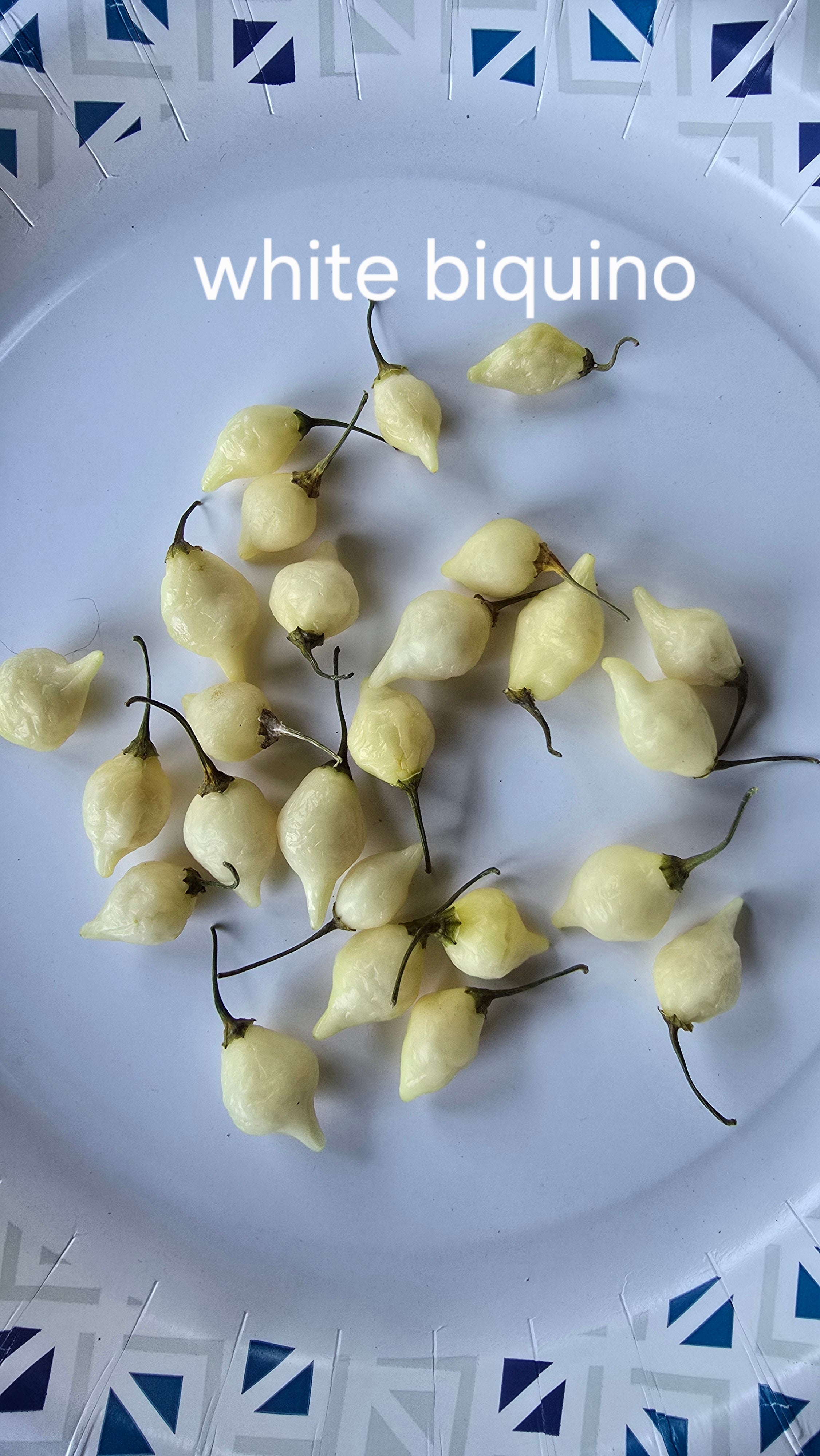 White biquino. 10 seeds