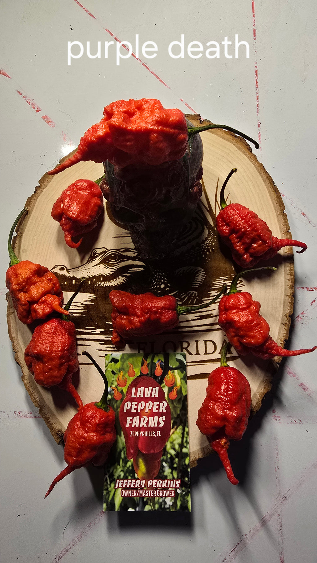 Purple death  10 seeds non isolated