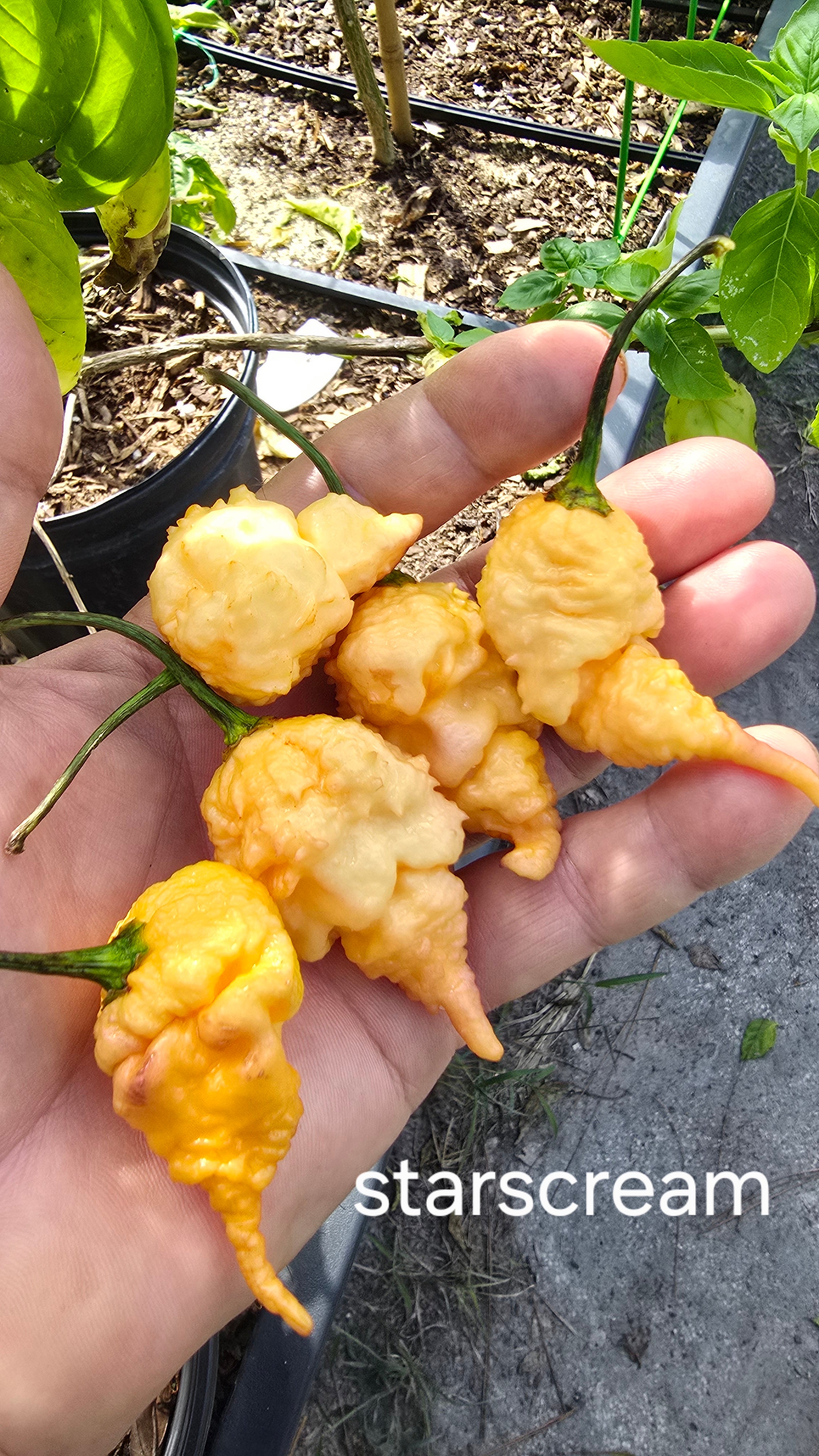 Starscream. 10 seeds