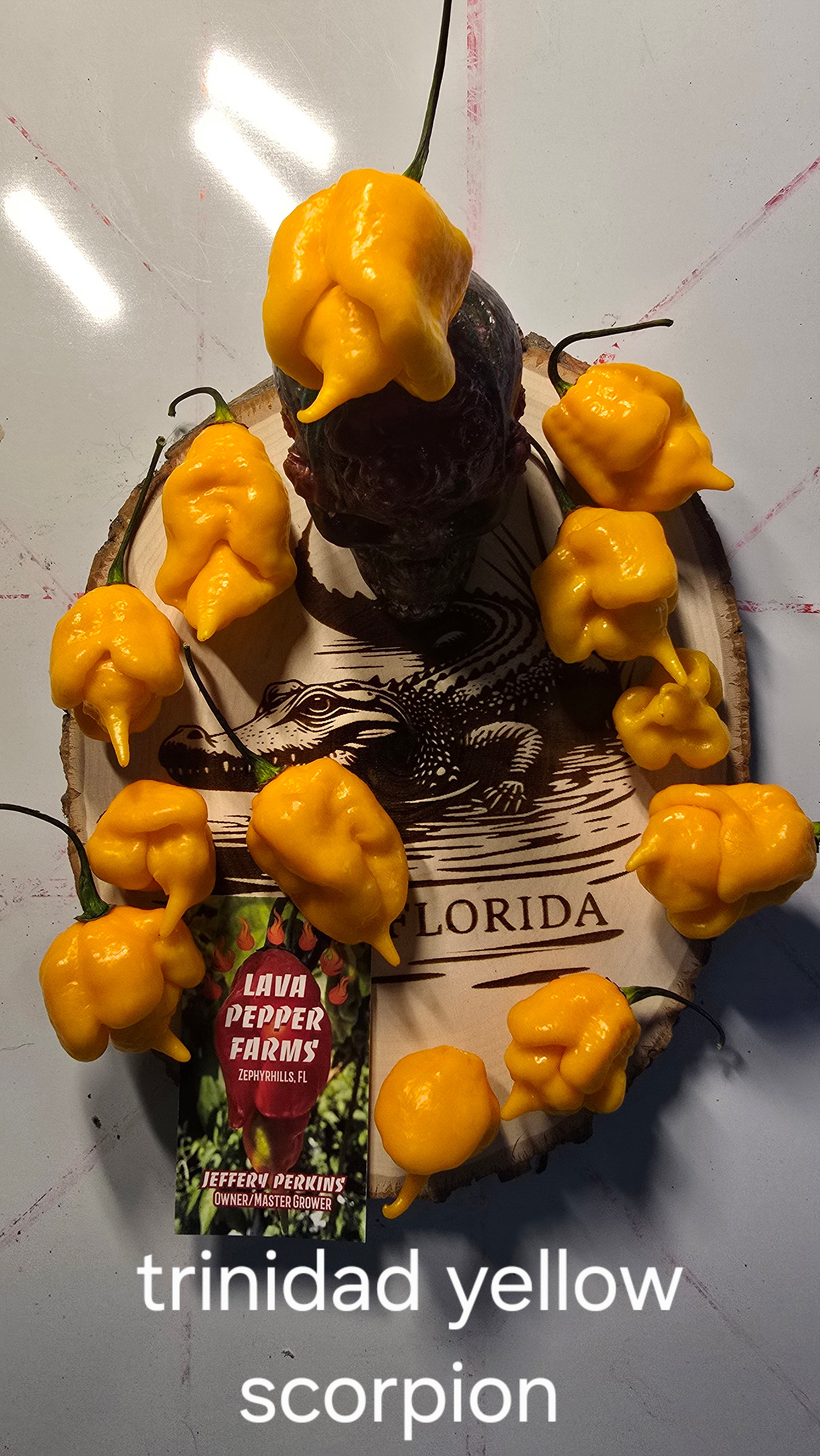 Yellow trinidad scorpion 10 seeds