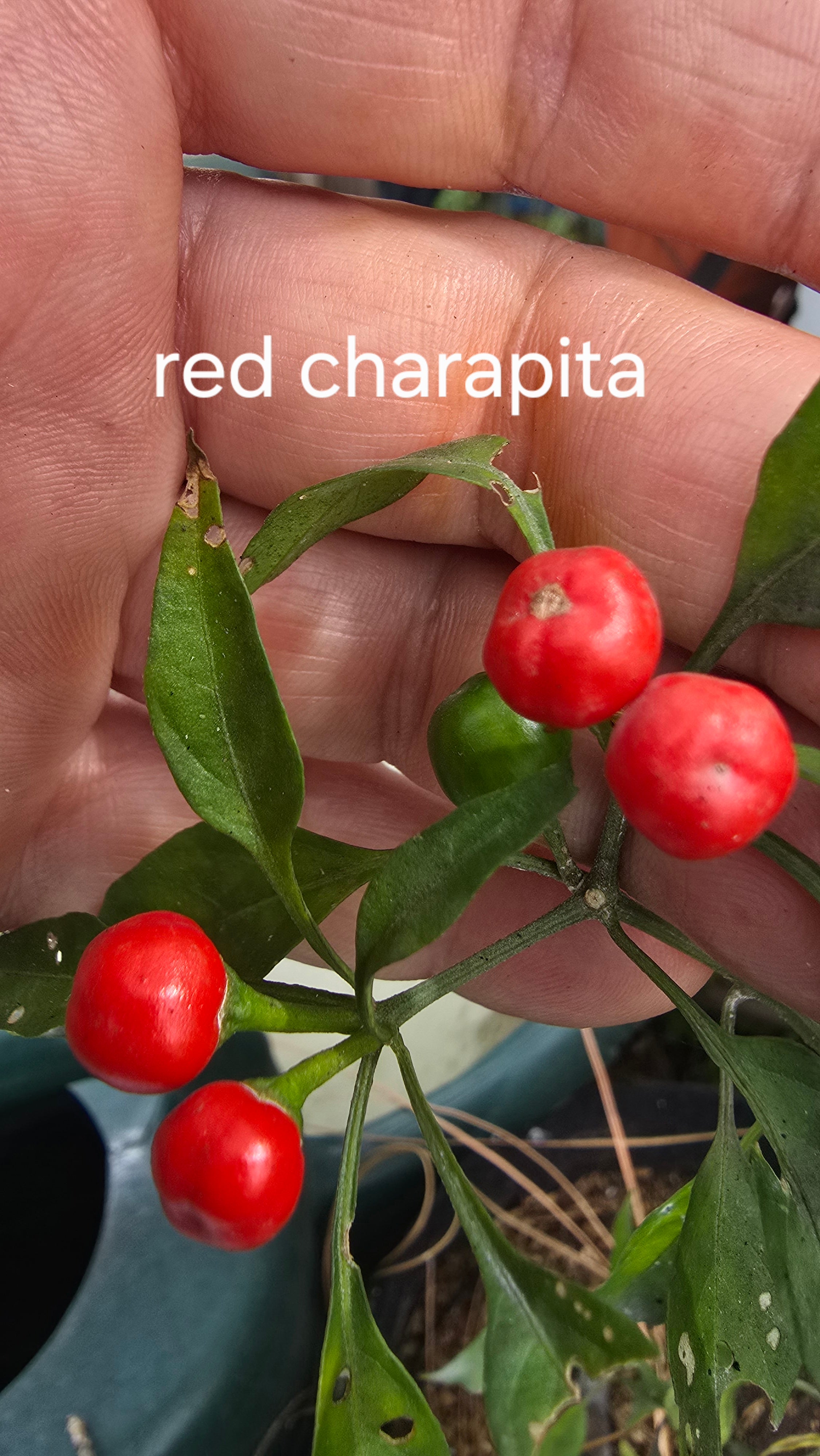 Red charapita. 10 seeds