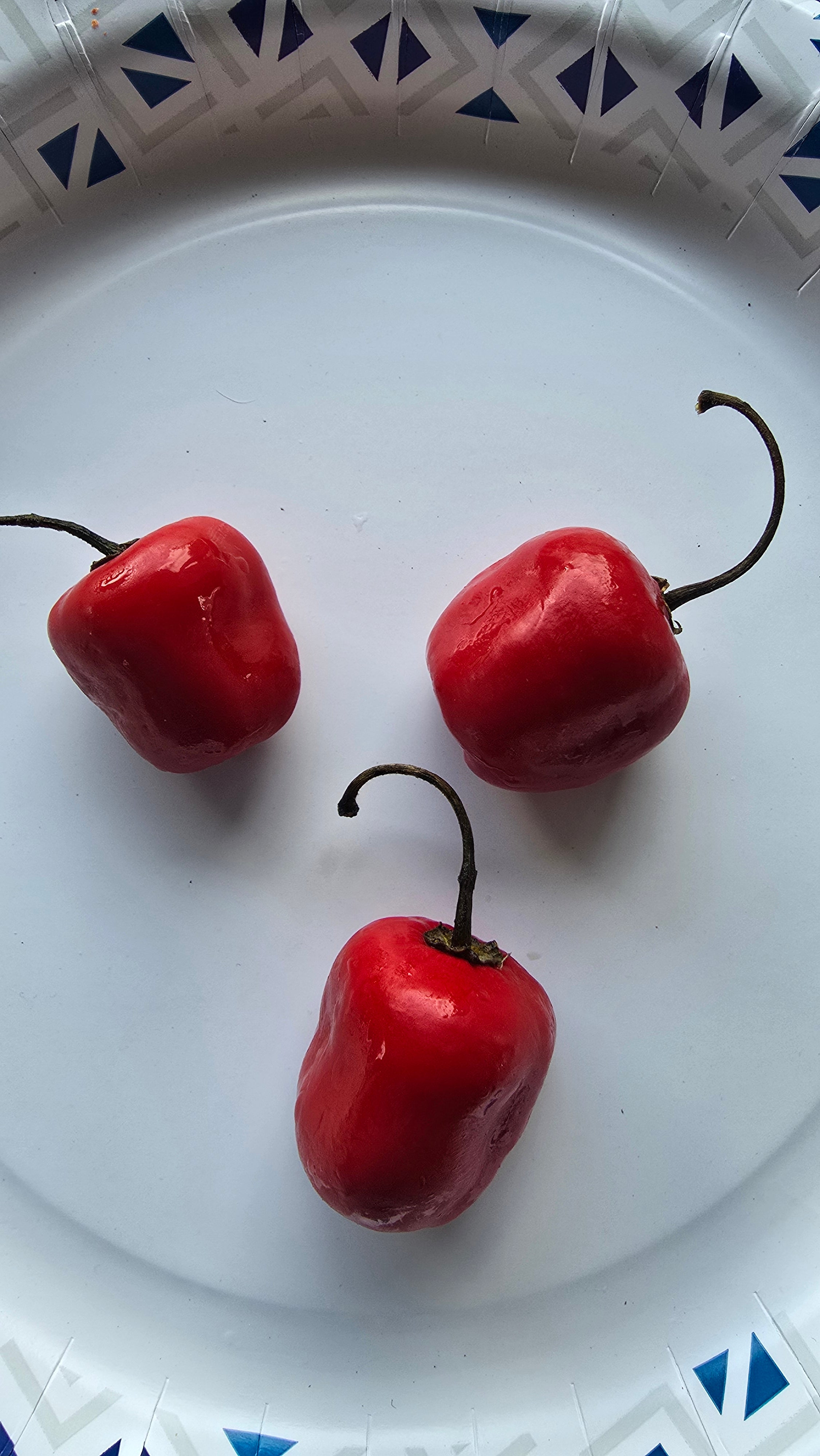 Red rocoto  10 seeds non isolated