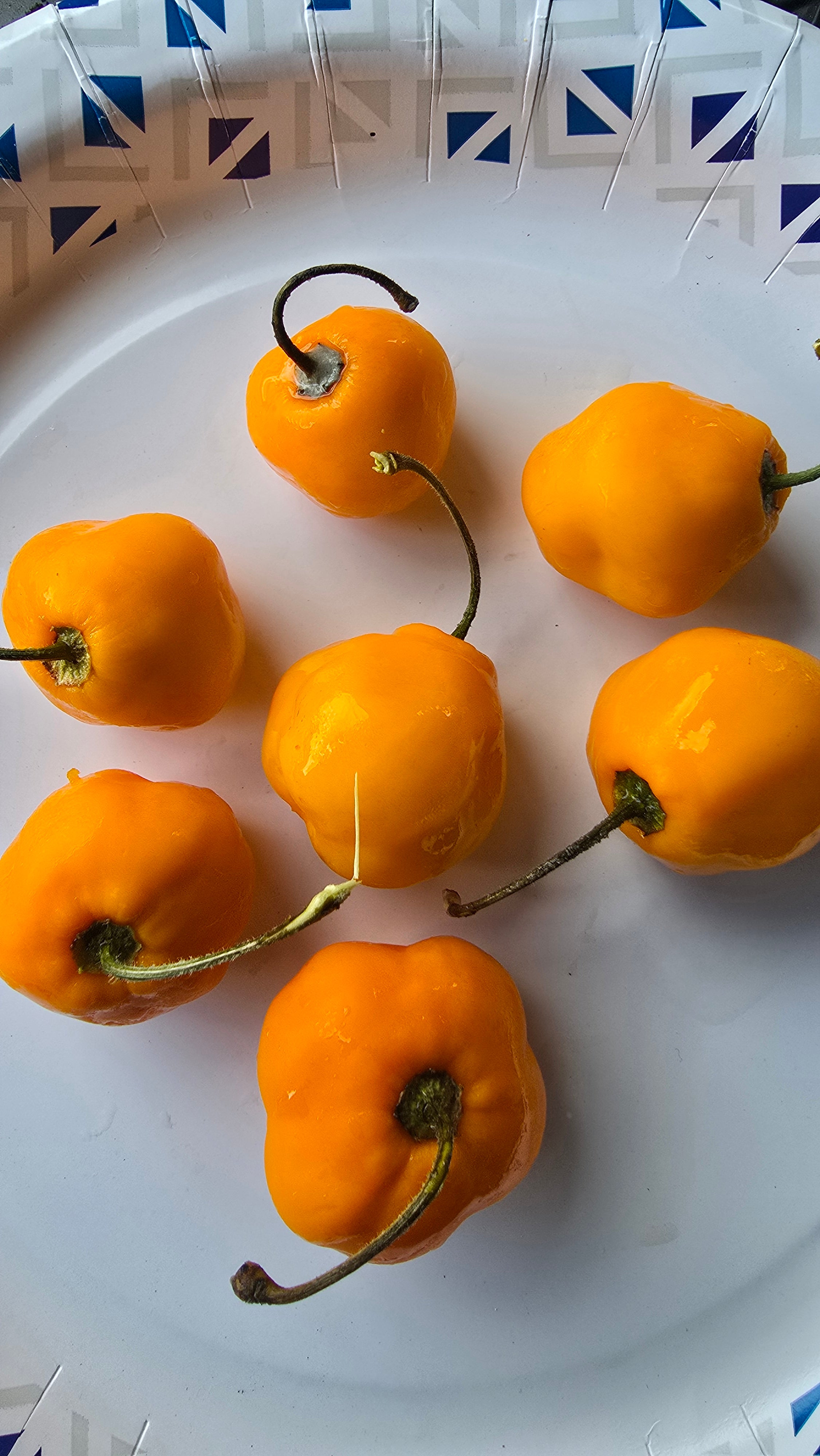 Yellow rocoto  10 seeds non isolated