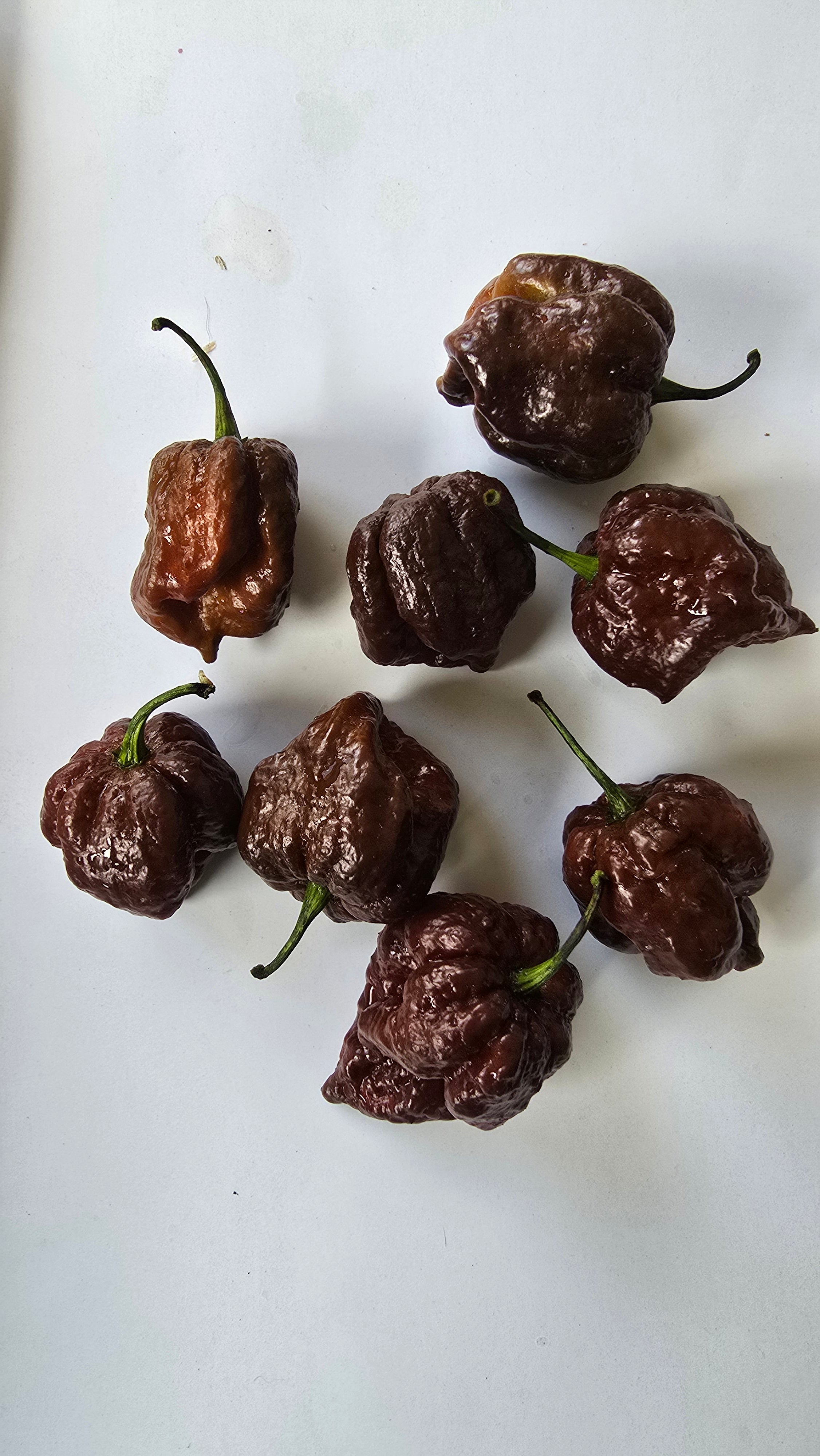 Trinidad chocolate scorpion. 10 seeds