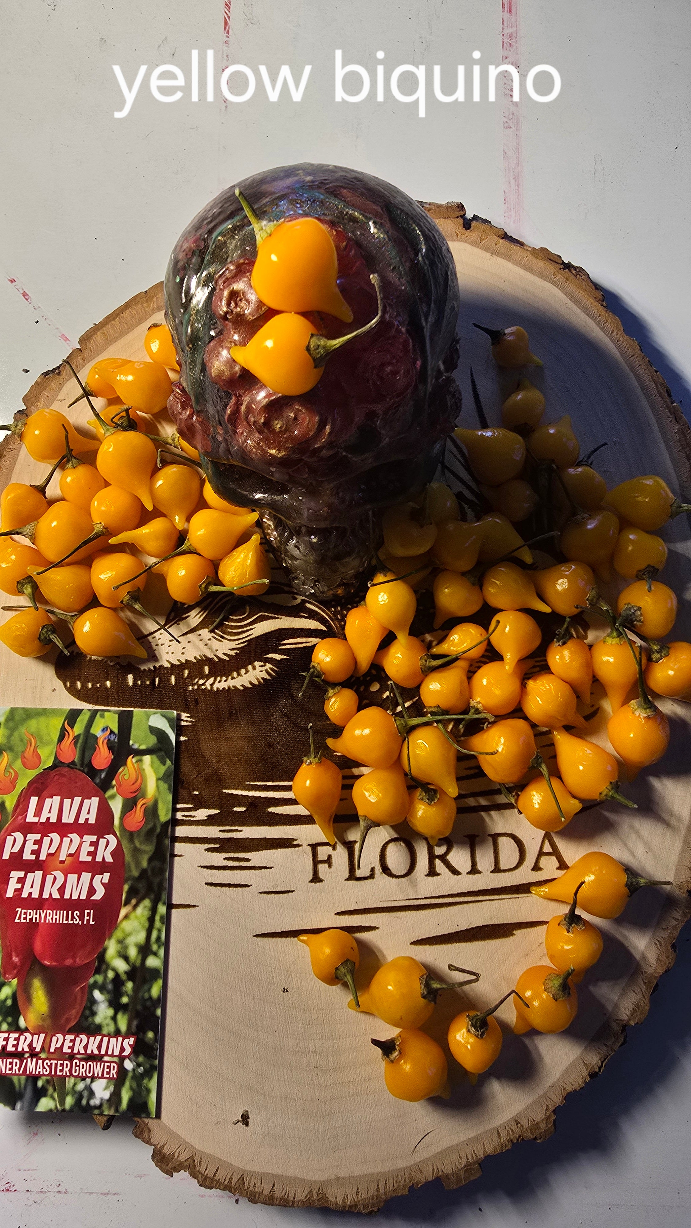 Yellow biquino. 10 seeds