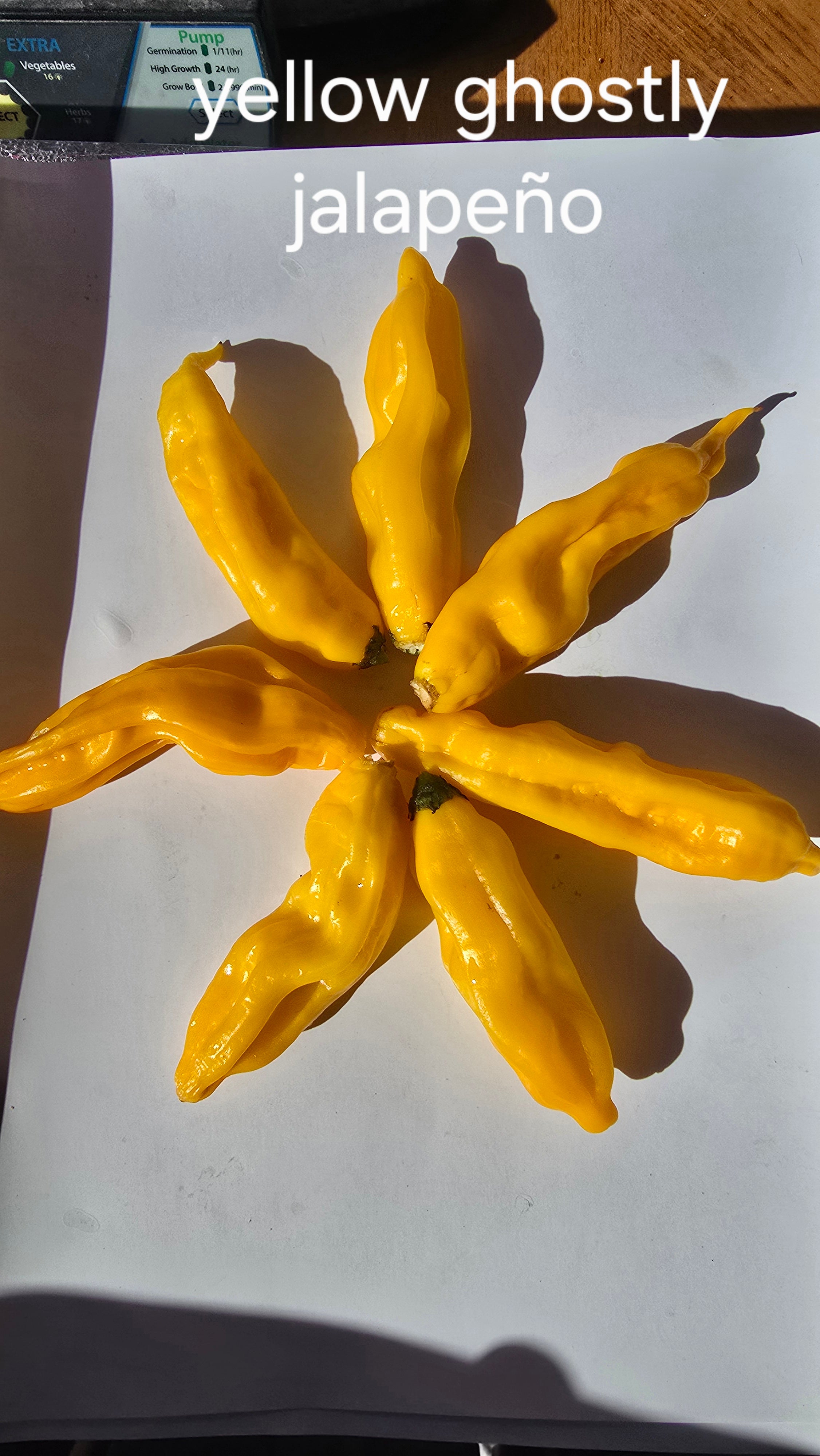 Yellow ghostly jalapeño. 10 seeds
