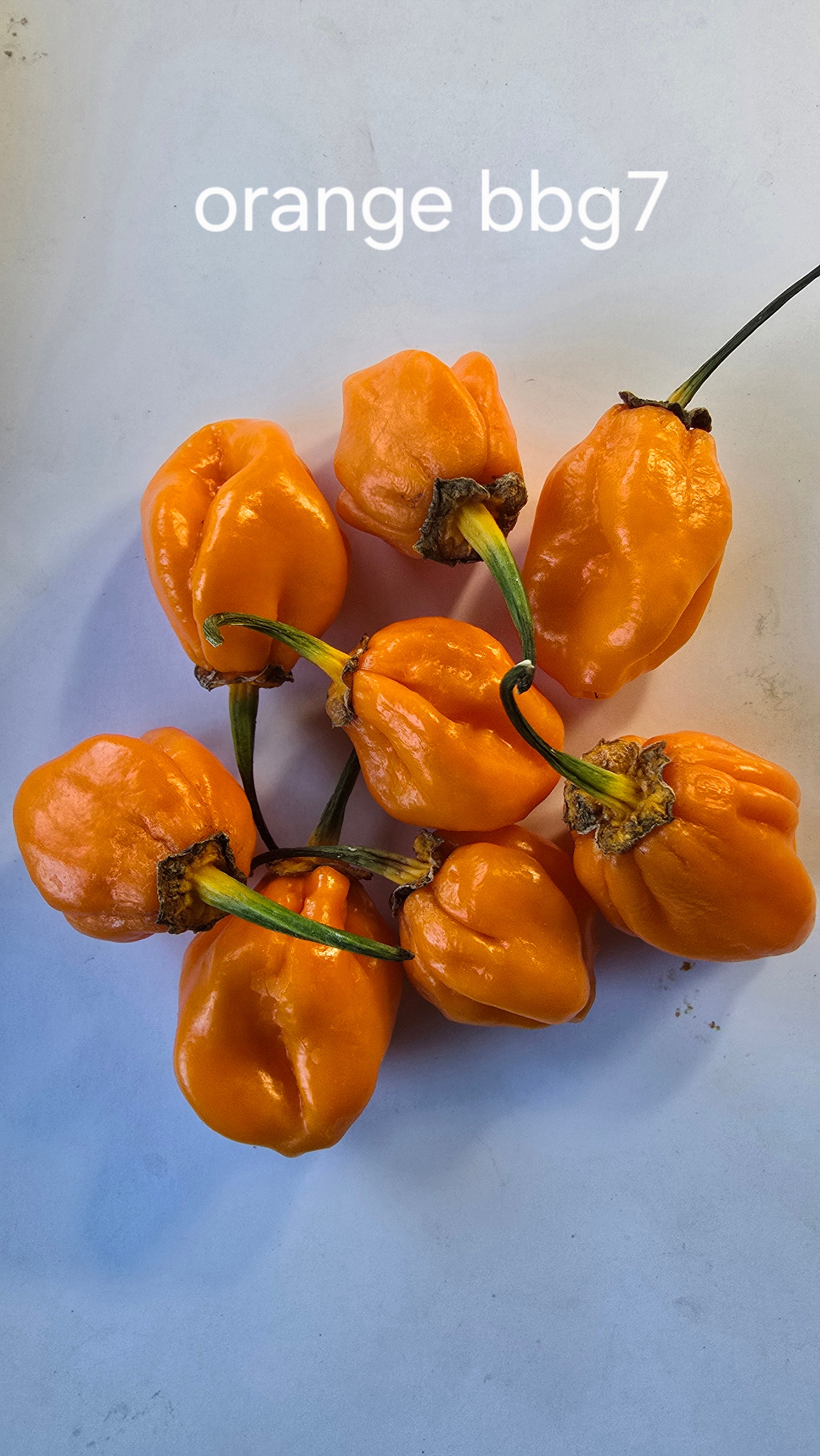 Orange bbg7. 10 seeds