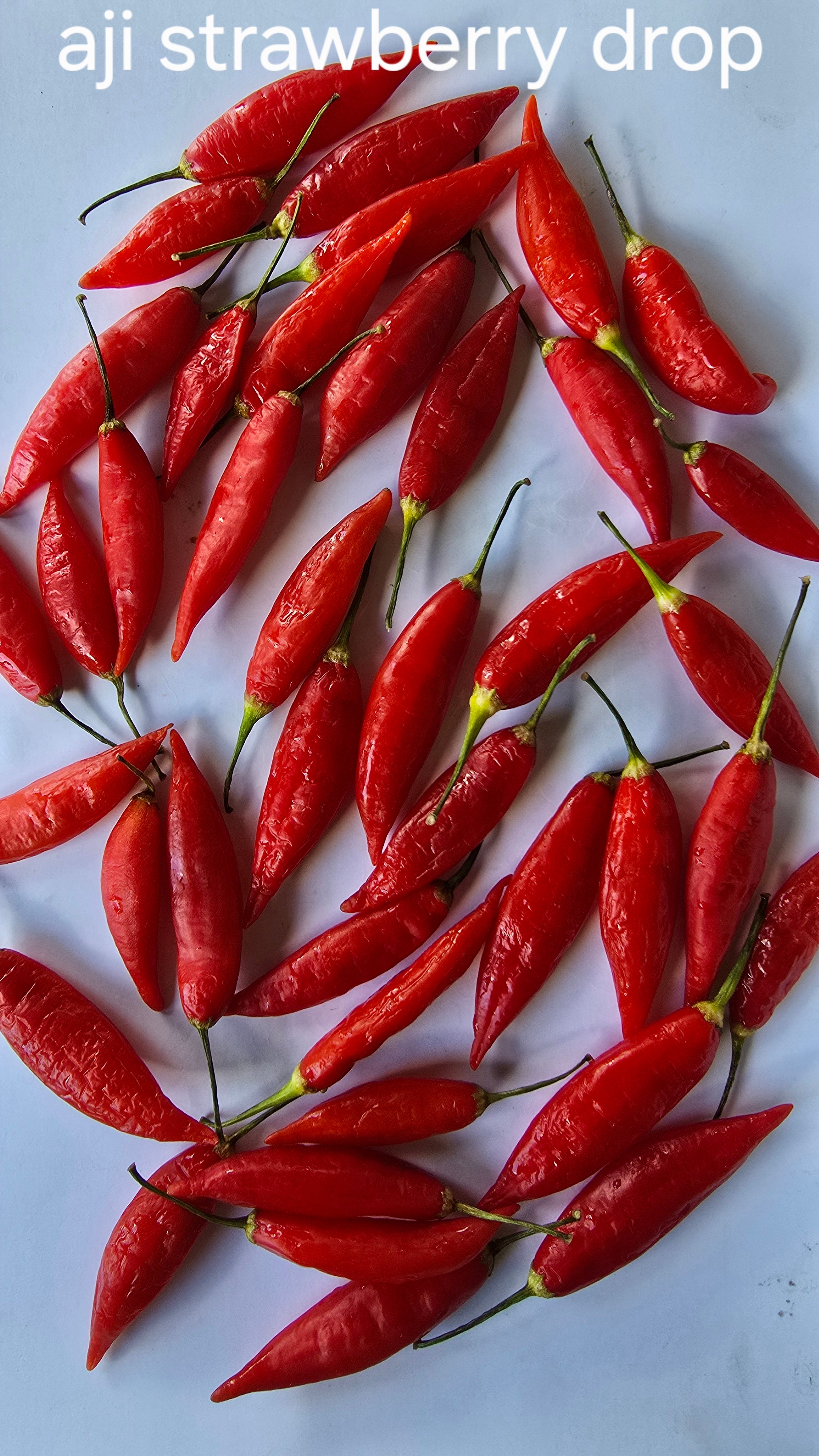 Aji strawberry drop. 10 seeds