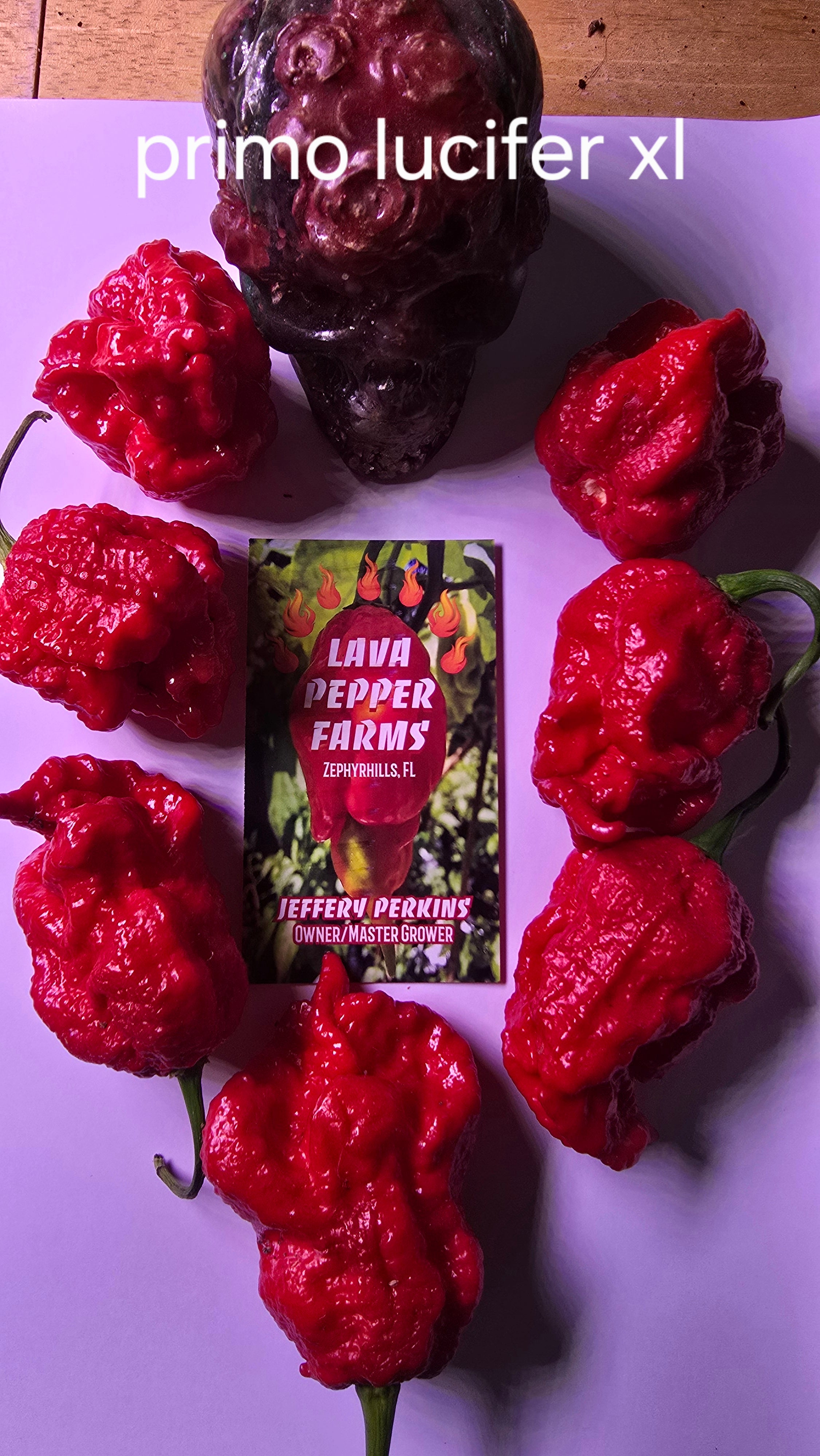 Primo lucifer xl. 10 seeds