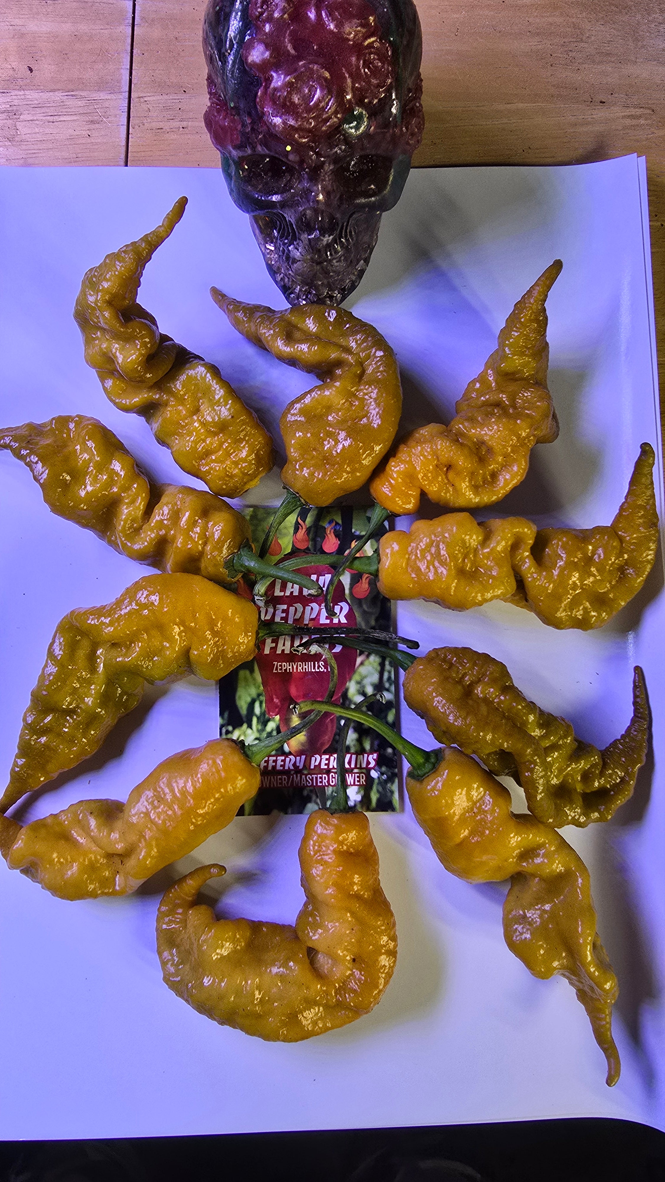 Golden primotalii   10 seeds