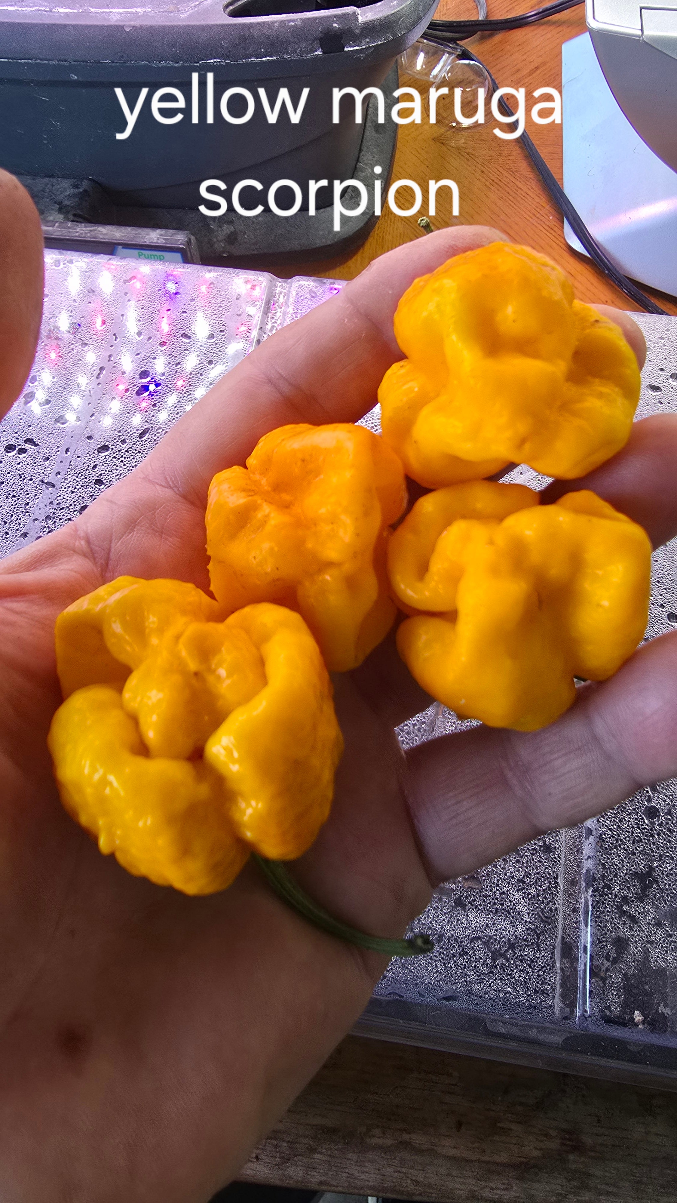 Yellow maruga scorpion. 10 seeds