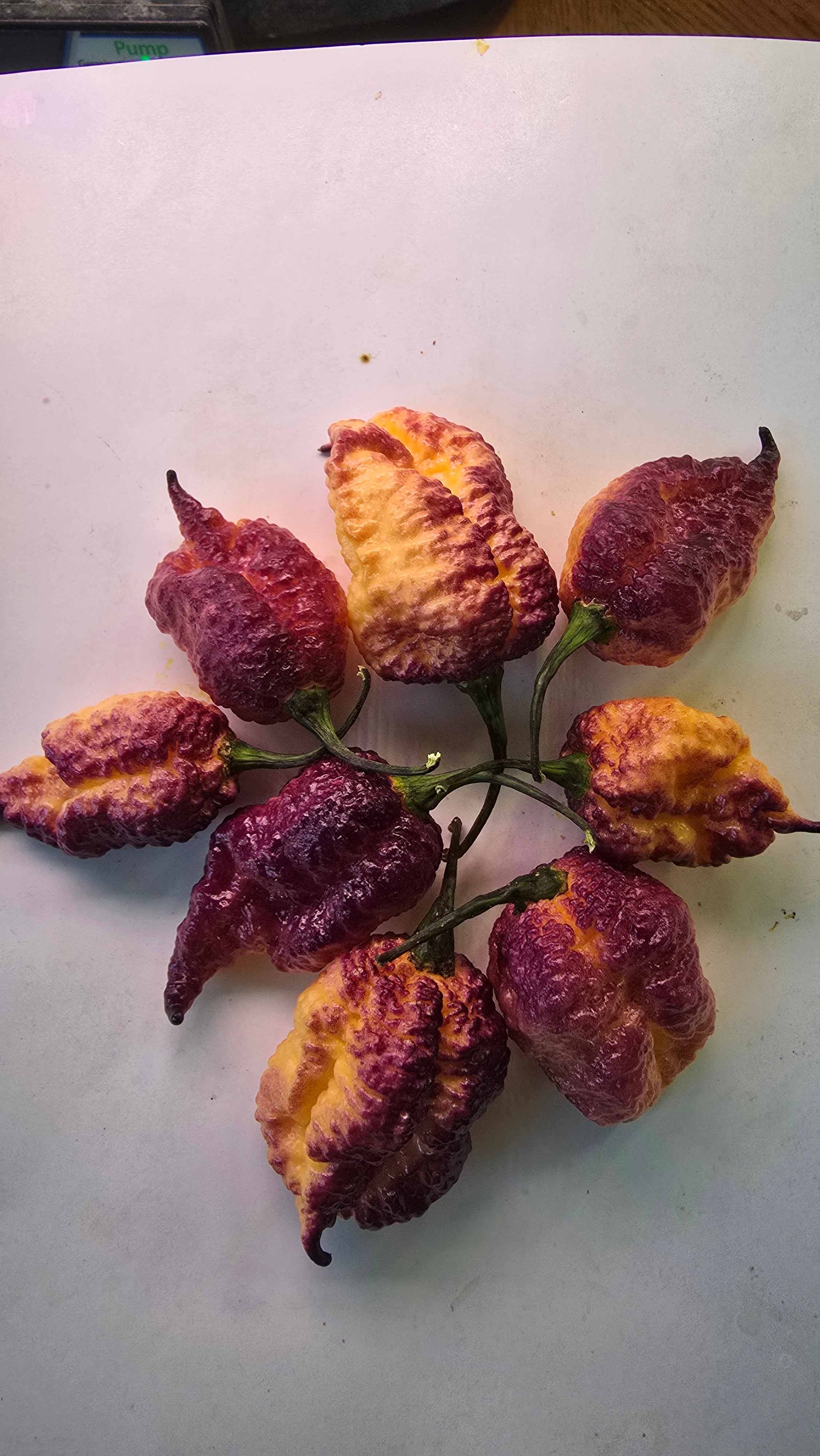 Sbagliato reaper  10 seeds